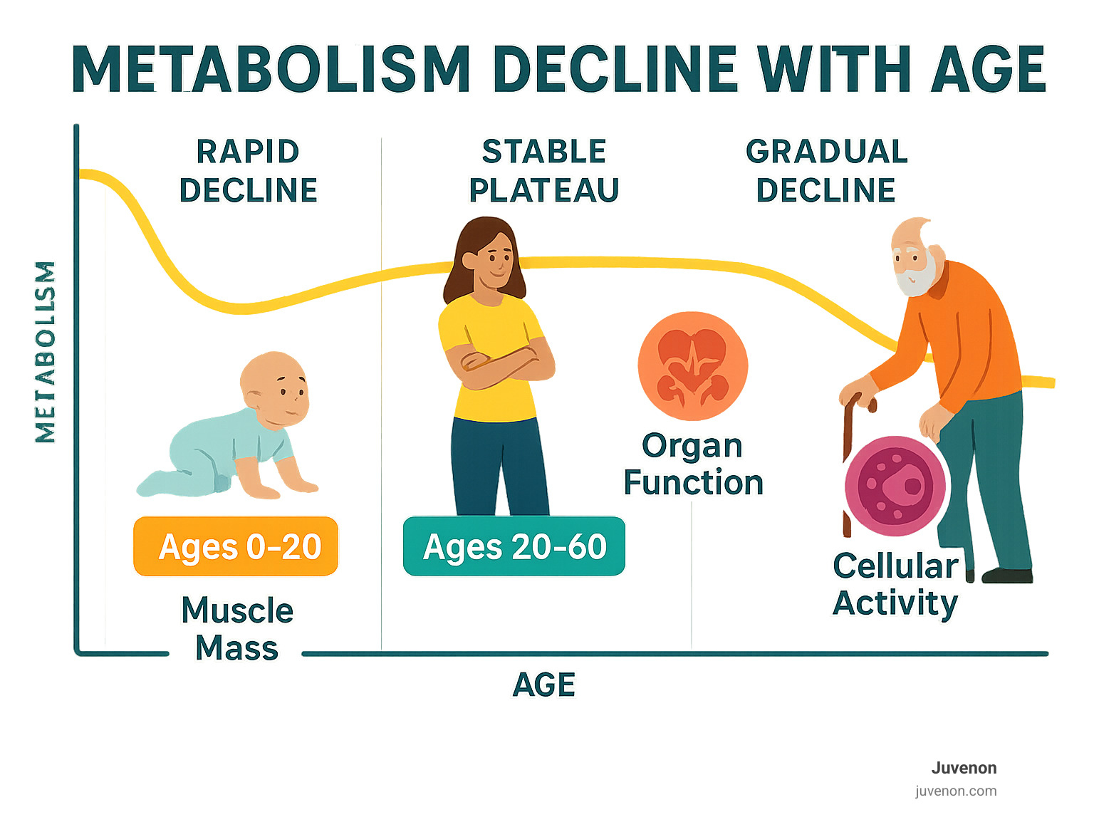Infographic showing four distinct phases of human metabolism: rapid decline from infancy to age 20, stable plateau from ages 20-60, gradual decline after 60, and the factors that influence each phase including muscle mass, organ function, and cellular activity - metabolism decline with age infographic 