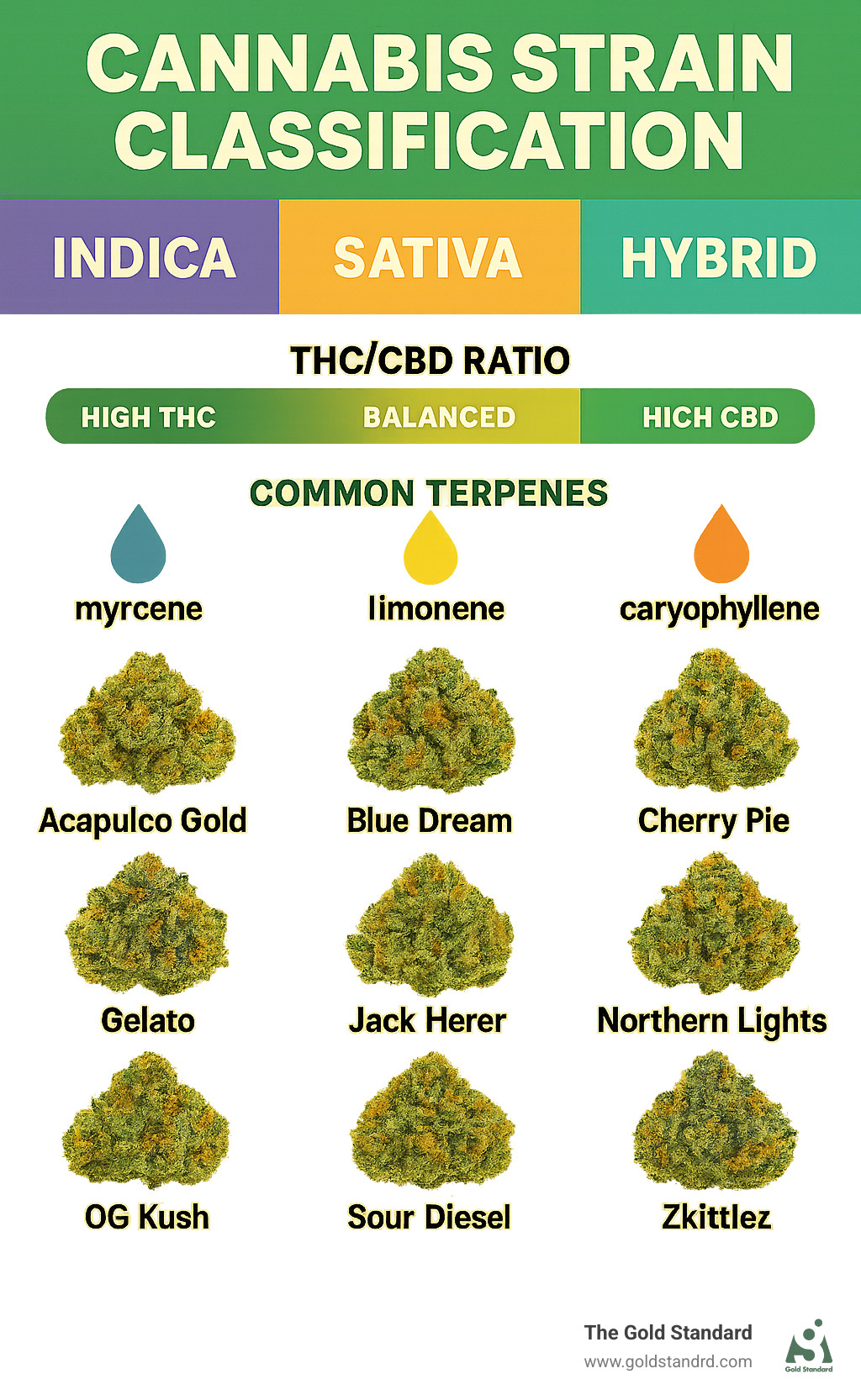 Comprehensive infographic showing cannabis strain classification system with indica, sativa, and hybrid categories, including THC/CBD ratios, common terpenes, and visual characteristics of popular strains organized alphabetically - all weed strains a-z with pictures infographic 