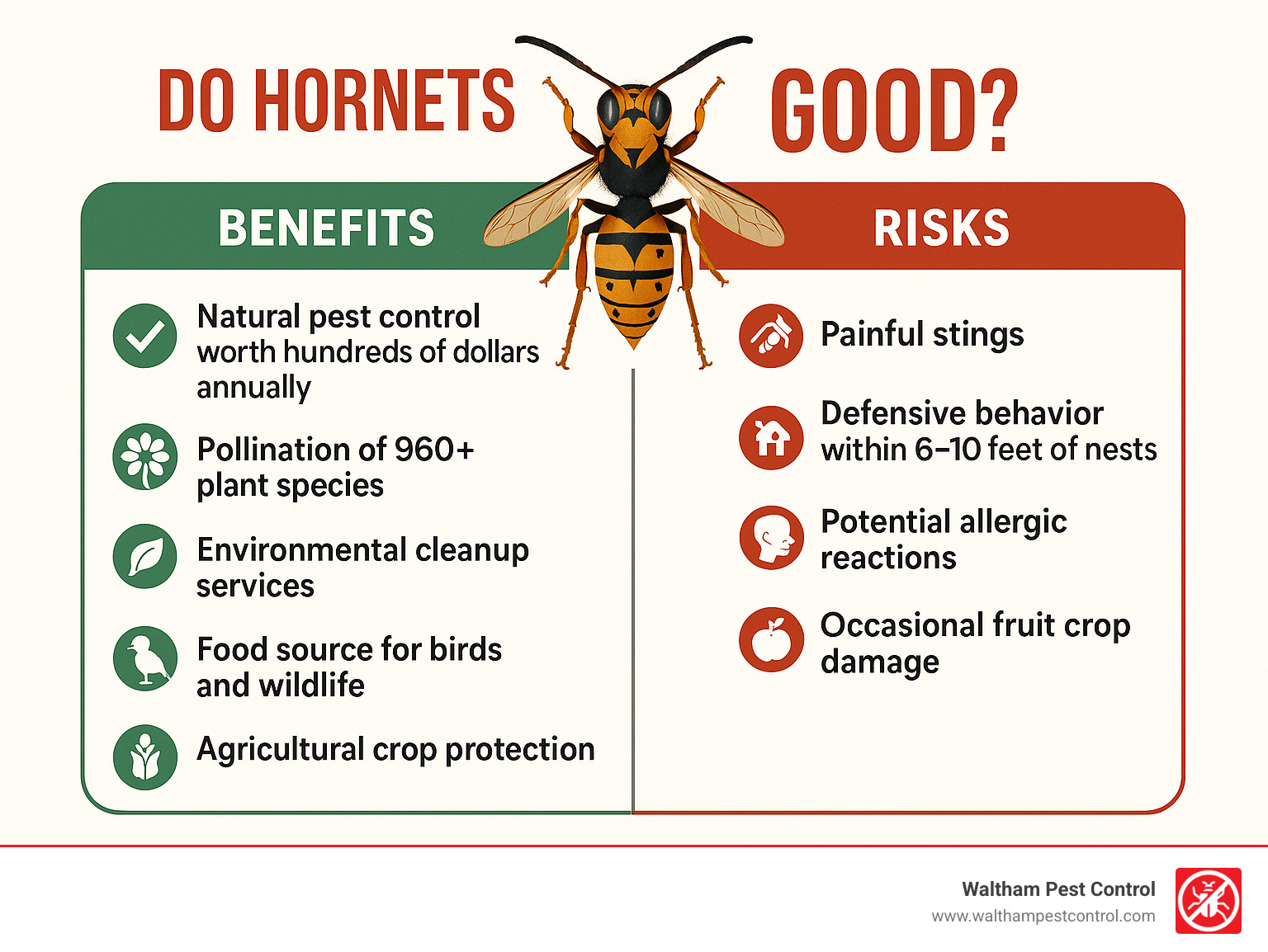 Comparison table showing hornet benefits versus risks: Benefits include natural pest control worth hundreds of dollars annually, pollination of 960+ plant species, environmental cleanup services, food source for birds and wildlife, and agricultural crop protection. Risks include painful stings, defensive behavior within 6-10 feet of nests, potential allergic reactions, and occasional fruit crop damage - do hornets do anything good infographic 