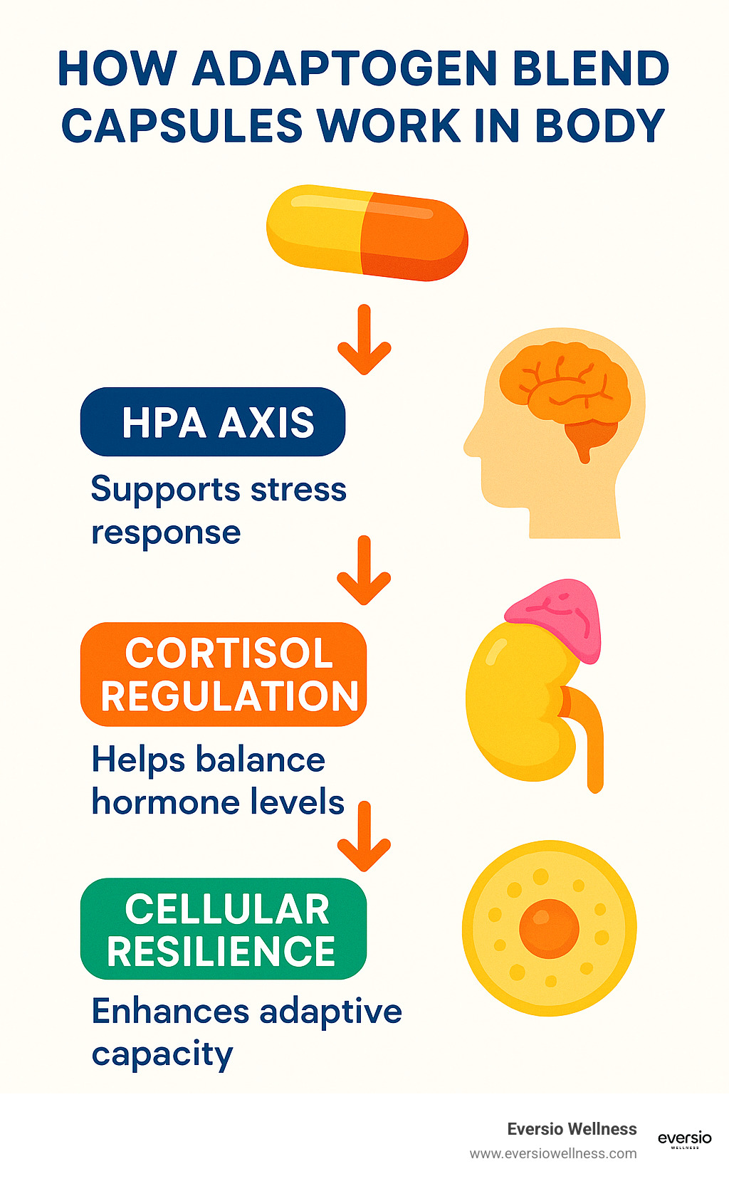 Infographic showing how adaptogen blend capsules work in the body's stress response cycle, featuring the HPA axis, cortisol regulation, and cellular resilience mechanisms - adaptogen blend capsules infographic 