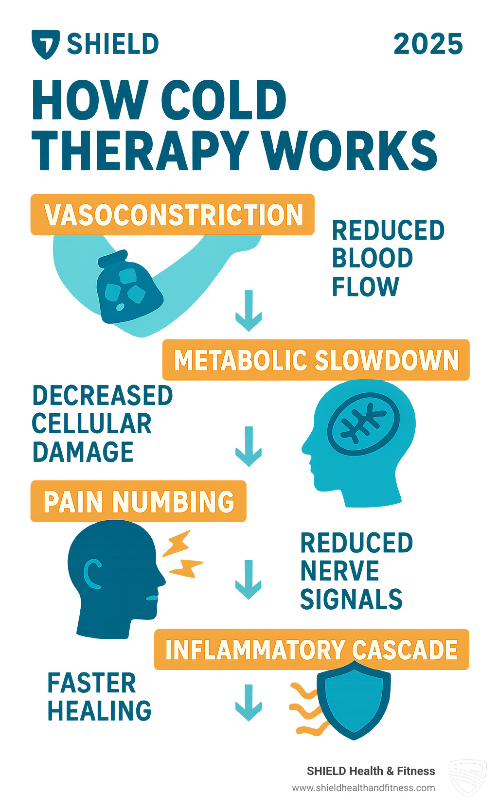 Infographic showing the four stages of the cold-therapy response