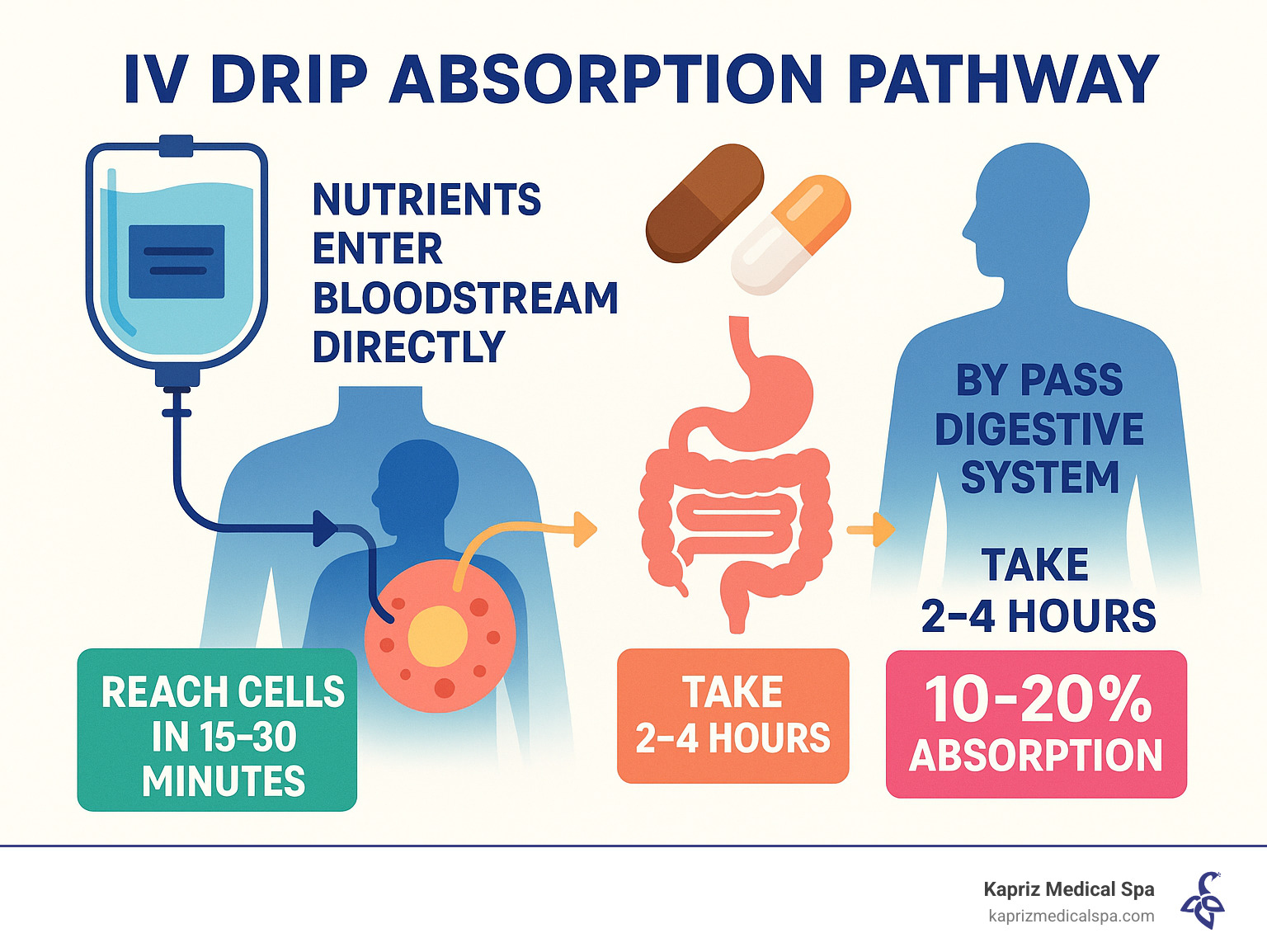 Detailed infographic showing IV drip absorption pathway: nutrients entering bloodstream directly, bypassing digestive system, reaching cells within 15-30 minutes versus oral supplements taking 2-4 hours with only 10-20% absorption rate - IV drip for recovery infographic