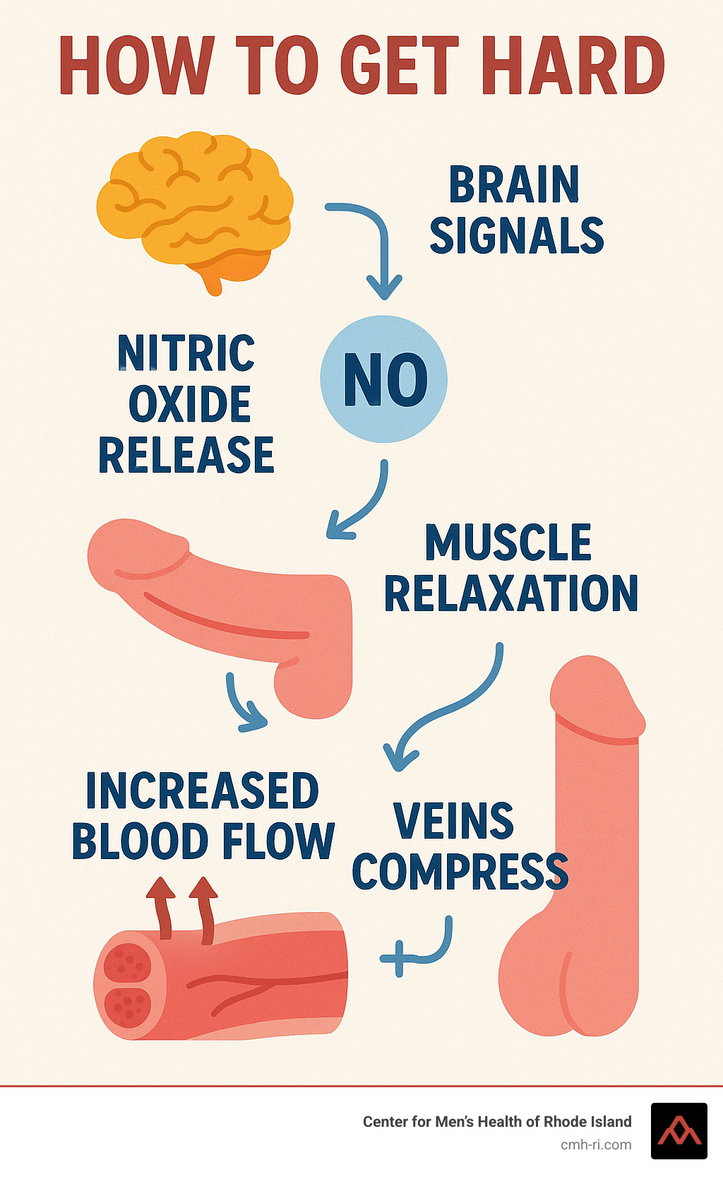 Infographic detailing the physiological process of an erection, showing how brain signals trigger nitric oxide release, which relaxes penile muscles, allowing increased blood flow to fill the penis, and how veins then compress to trap this blood, leading to firmness. - how to get hard infographic 
