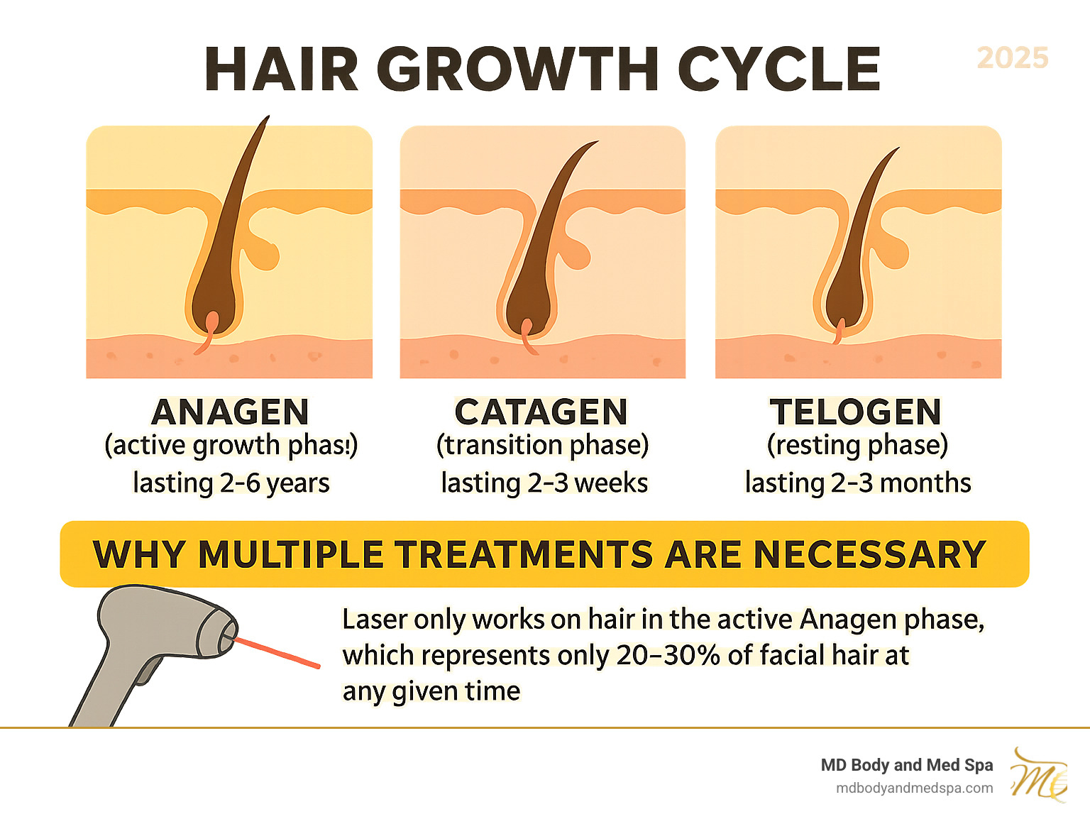 Infographic showing the hair growth cycle with three phases: Anagen (active growth phase lasting 2-6 years), Catagen (transition phase lasting 2-3 weeks), and Telogen (resting phase lasting 2-3 months). The diagram illustrates why multiple treatments are necessary - laser only works on hair in the active Anagen phase, which represents only 20-30% of facial hair at any given time - best at home laser hair removal for face infographic 