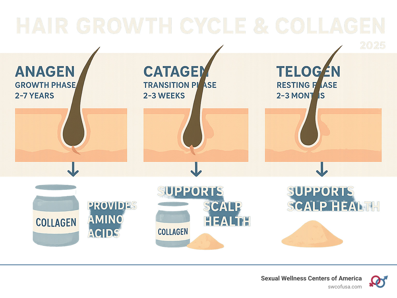 Detailed infographic showing the hair growth cycle with three phases: anagen (growth phase lasting 2-7 years), catagen (transition phase lasting 2-3 weeks), and telogen (resting phase lasting 2-3 months), along with how collagen theoretically supports each phase through amino acid provision and scalp health - collagen supplement and hair growth infographic