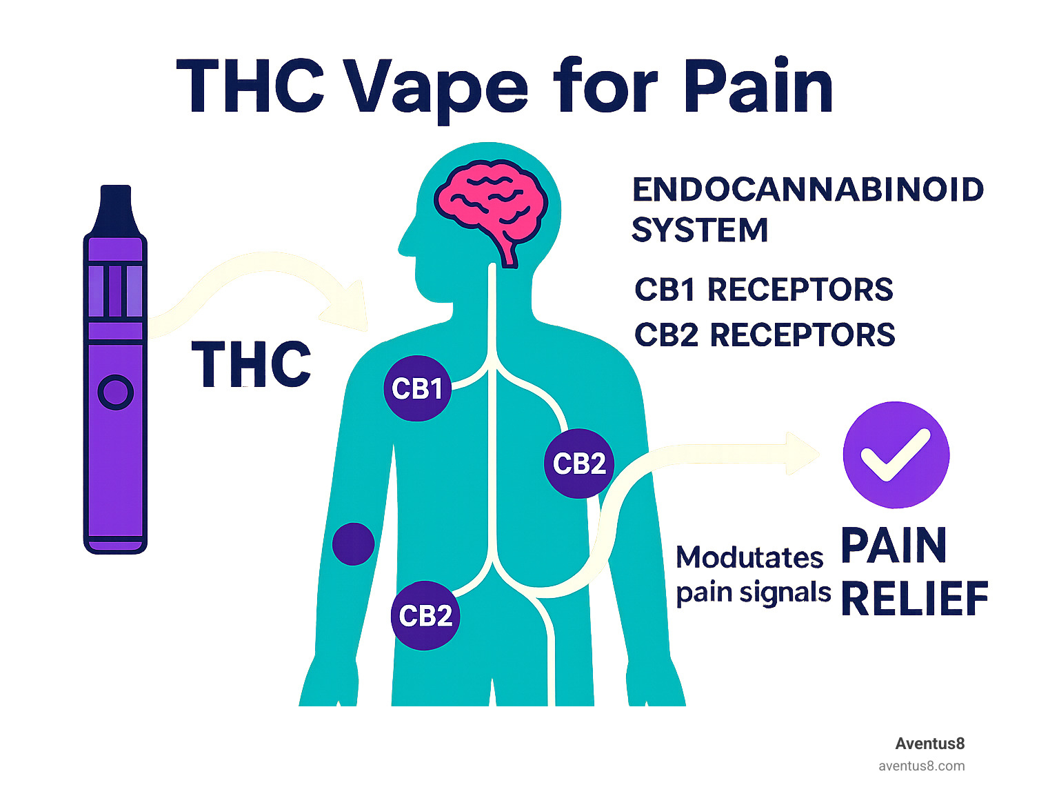 Infographic showing the endocannabinoid system with CB1 and CB2 receptors throughout the body, illustrating how THC binds to these receptors to modulate pain signals in the brain, spinal cord, and peripheral tissues, with arrows indicating the pathway from THC inhalation to pain relief - THC vape for pain infographic 
