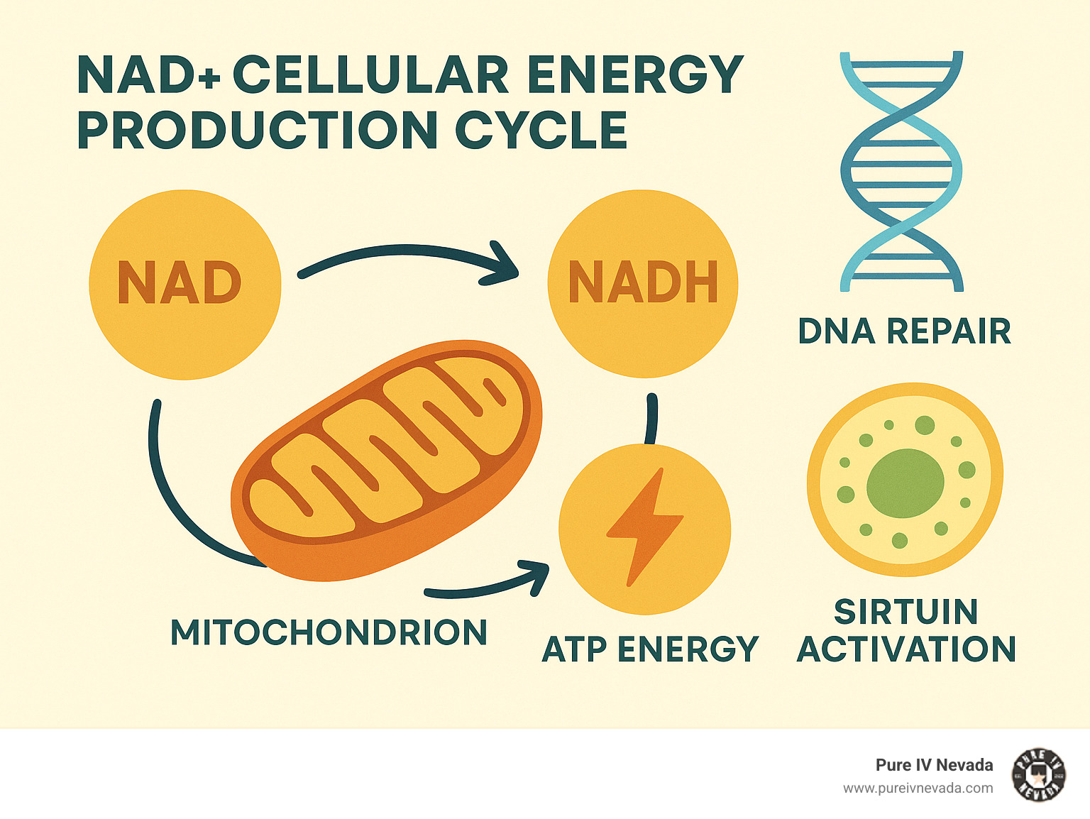 Detailed infographic showing NAD+ cellular energy production cycle, including how NAD+ converts to NADH in mitochondria to produce ATP energy, plus DNA repair mechanisms and sirtuin activation pathways for cellular rejuvenation - nad iv therapy detox infographic 