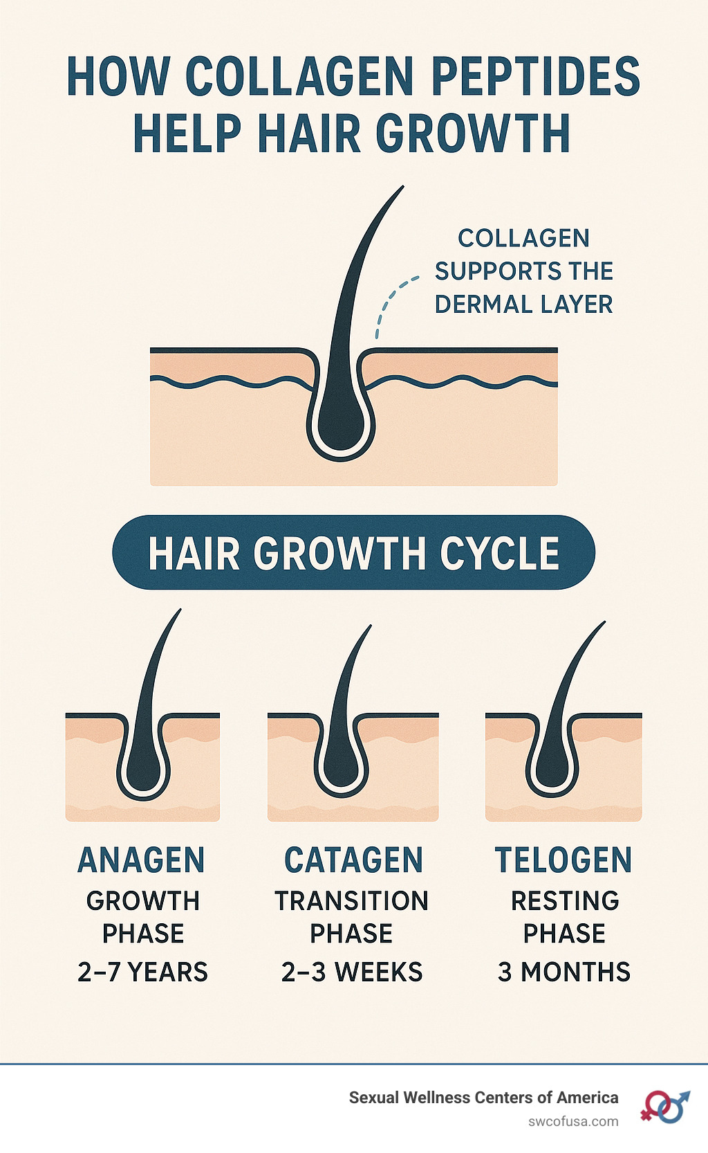Infographic showing the hair growth cycle with three phases: Anagen (growth phase lasting 2-7 years where hair actively grows), Catagen (transition phase lasting 2-3 weeks where growth slows), and Telogen (resting phase lasting 3 months before hair sheds), with collagen's role in supporting the dermal layer where hair follicles anchor - collagen peptides help hair growth infographic