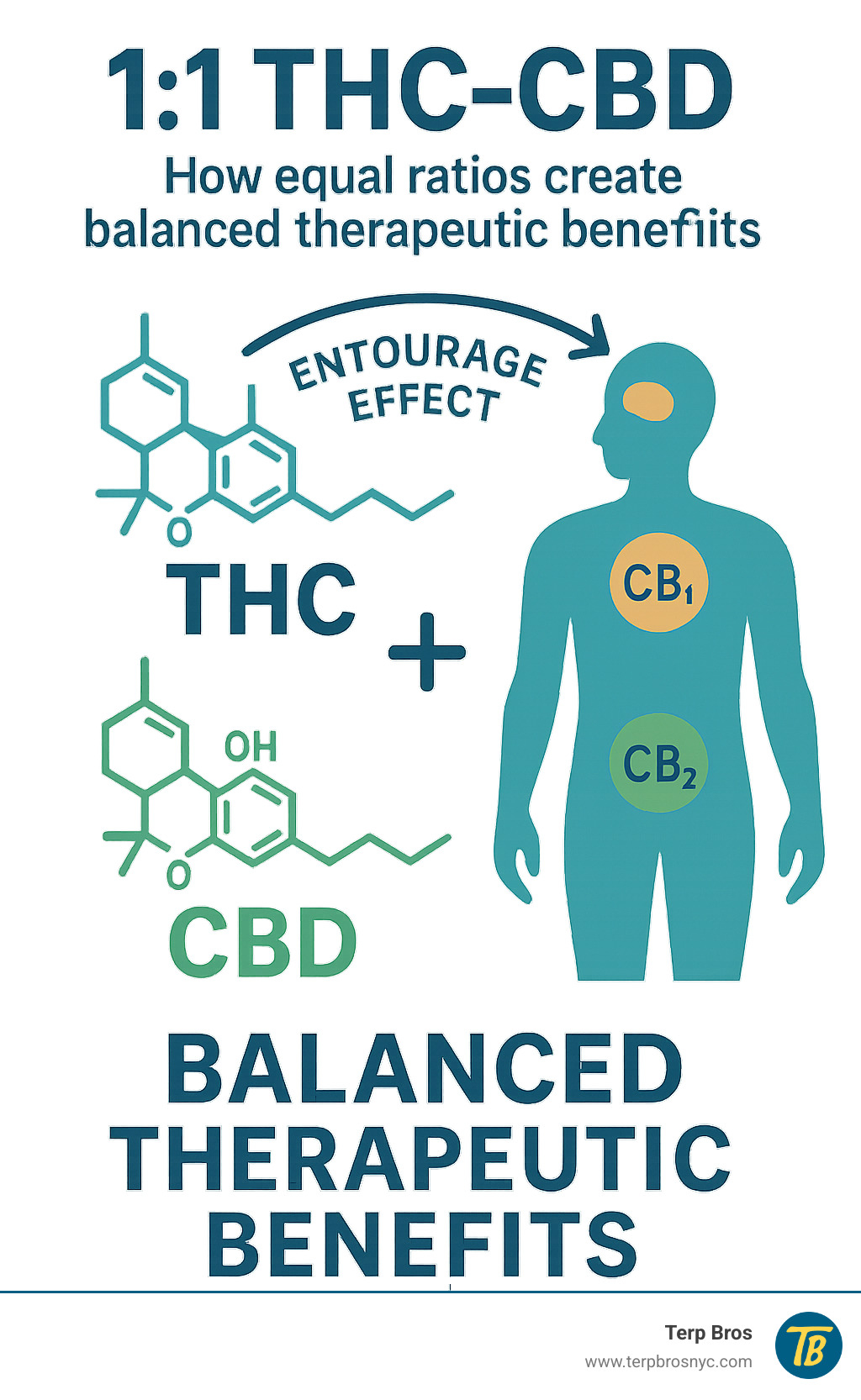 Detailed infographic showing THC and CBD molecules working together in the body, with CB1 and CB2 receptors highlighted, demonstrating the entourage effect and how equal ratios create balanced therapeutic benefits - 1 1 thc cbd infographic 