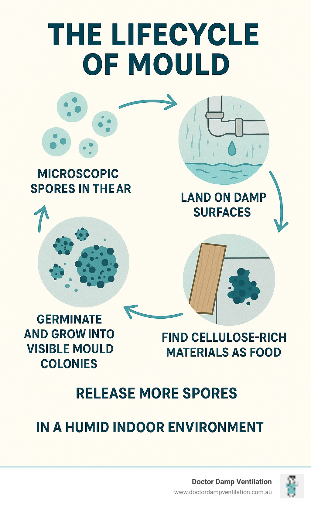 Infographic showing the lifecycle of mould: microscopic spores in the air, landing on damp surfaces (e.g., leaky pipes, condensation), finding cellulose-rich materials (wood, drywall) as food, germinating and growing into visible mould colonies, releasing more spores, perpetuating the cycle in a humid indoor environment - black mould health effects infographic