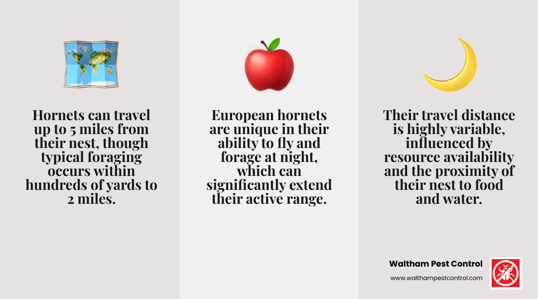 Infographic detailing hornet travel distances and influencing factors - how far do hornets travel from their nest infographic 3_facts_emoji_grey