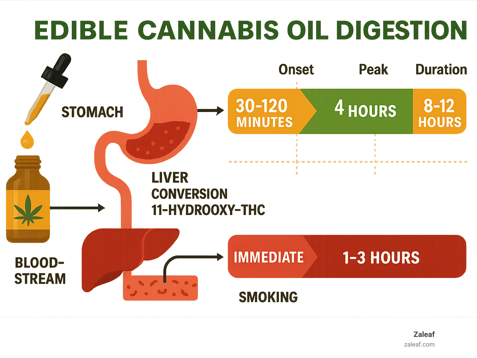 Infographic showing the digestive pathway of edible cannabis oil through the stomach, liver conversion to 11-hydroxy-THC, and bloodstream distribution, with timeline showing 30-120 minute onset, 4-hour peak, and 8-12 hour duration compared to smoking's immediate onset and 1-3 hour duration - edible cannabis oil infographic 