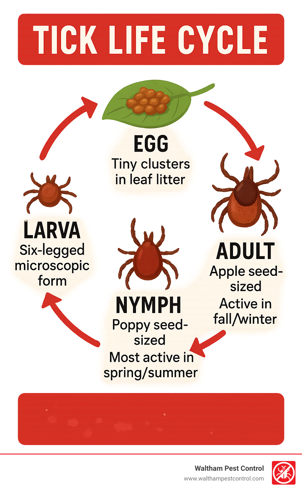 Infographic showing the four stages of the tick life cycle: egg stage (tiny clusters in leaf litter), larva stage (six-legged microscopic forms), nymph stage (eight-legged poppy seed-sized ticks most active in spring/summer), and adult stage (larger apple seed-sized ticks active in fall/winter) - exterminator for ticks infographic 
