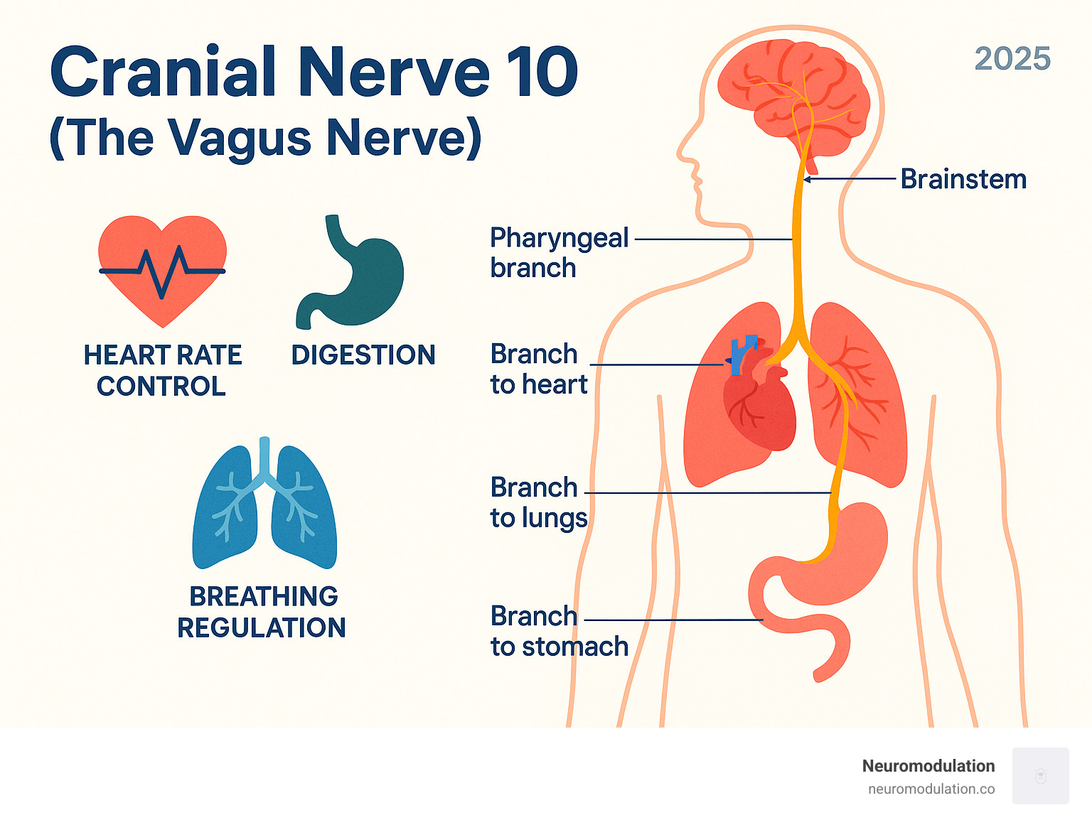 Comprehensive infographic showing the vagus nerve pathway from brainstem through neck, chest, and abdomen, with labeled branches to heart, lungs, stomach, and other organs, plus icons representing key functions like heart rate control, digestion, and breathing regulation - cranial nerve 10 infographic 