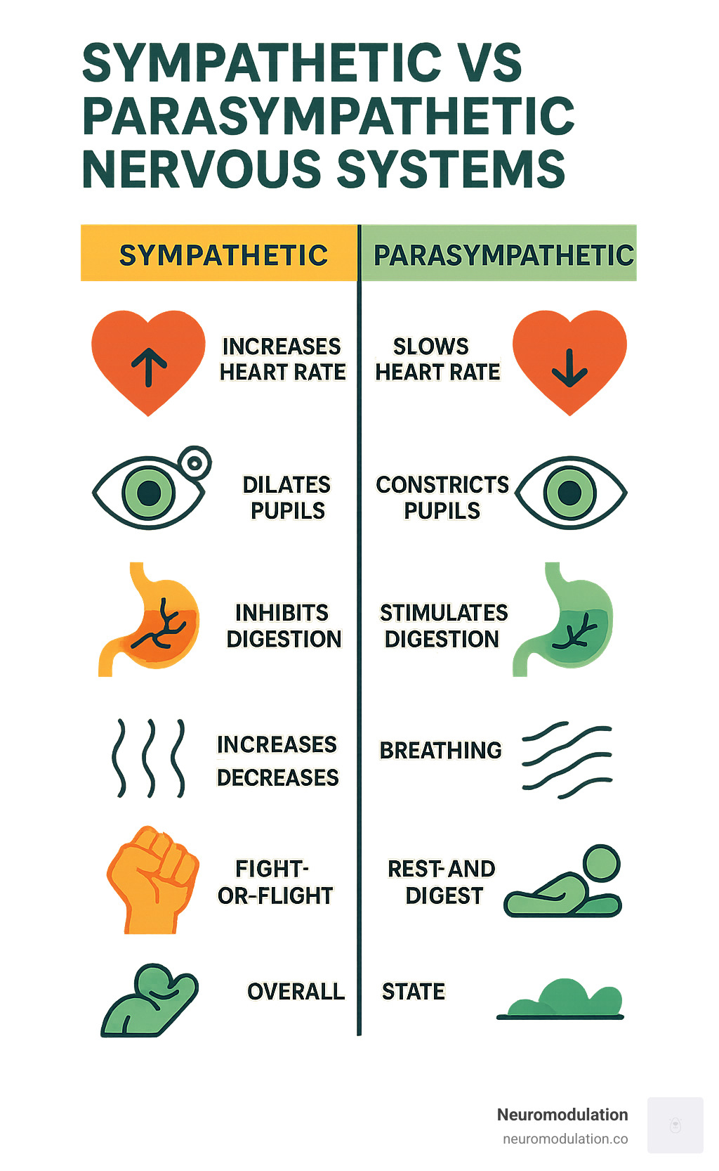 Infographic showing key differences between sympathetic and parasympathetic nervous systems in terms of heart rate, pupils, digestion, breathing, and overall state (fight-or-flight vs. rest-and-digest) - parasympathetic nervous system infographic Infographic showing key differences between sympathetic and parasympathetic nervous systems in terms of heart rate, pupils, digestion, breathing, and overall state (fight-or-flight vs. rest-and-digest) - parasympathetic nervous system infographic