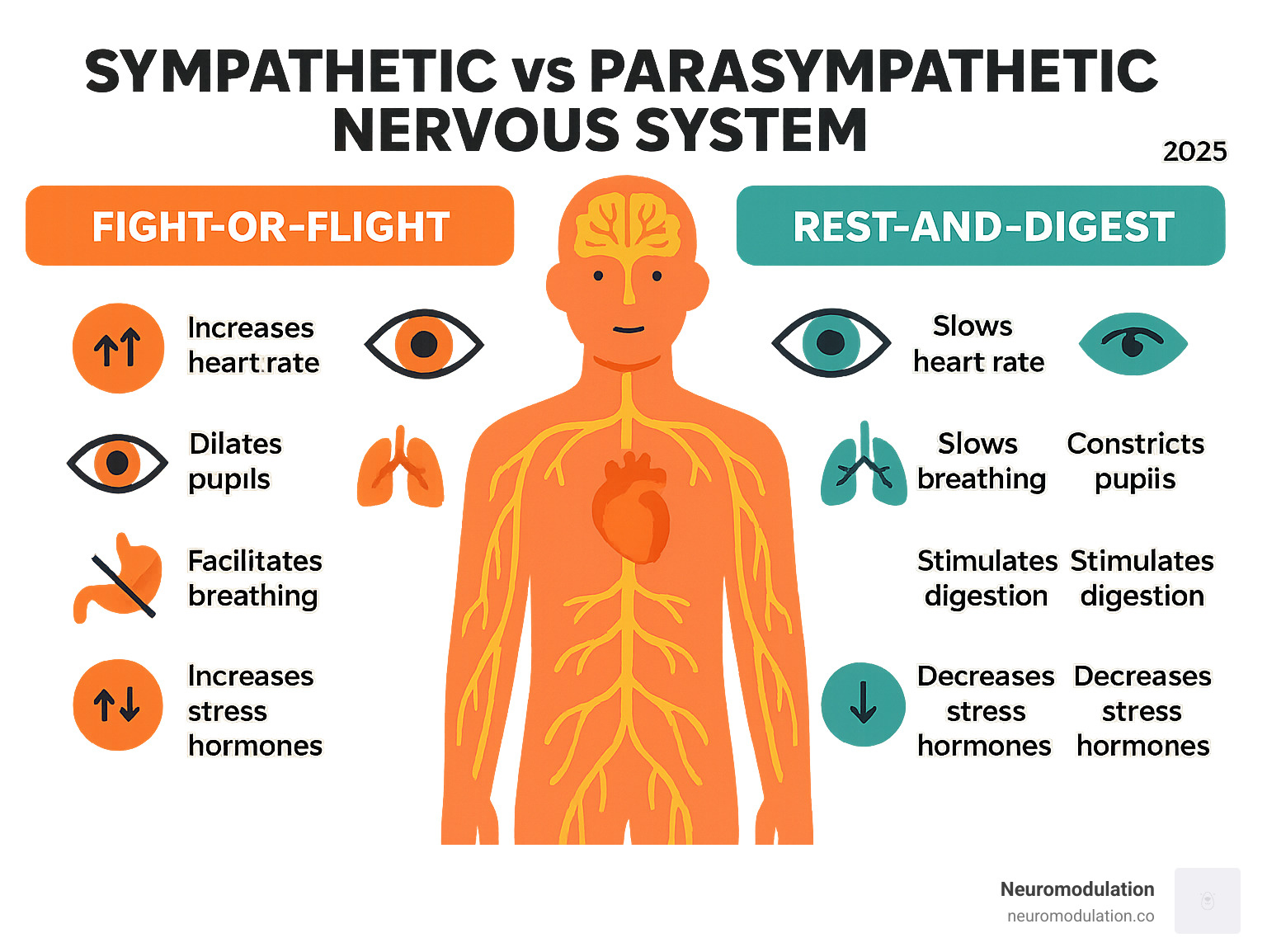 Infographic comparing sympathetic vs. parasympathetic nervous system functions Infographic comparing sympathetic vs. parasympathetic nervous system functions