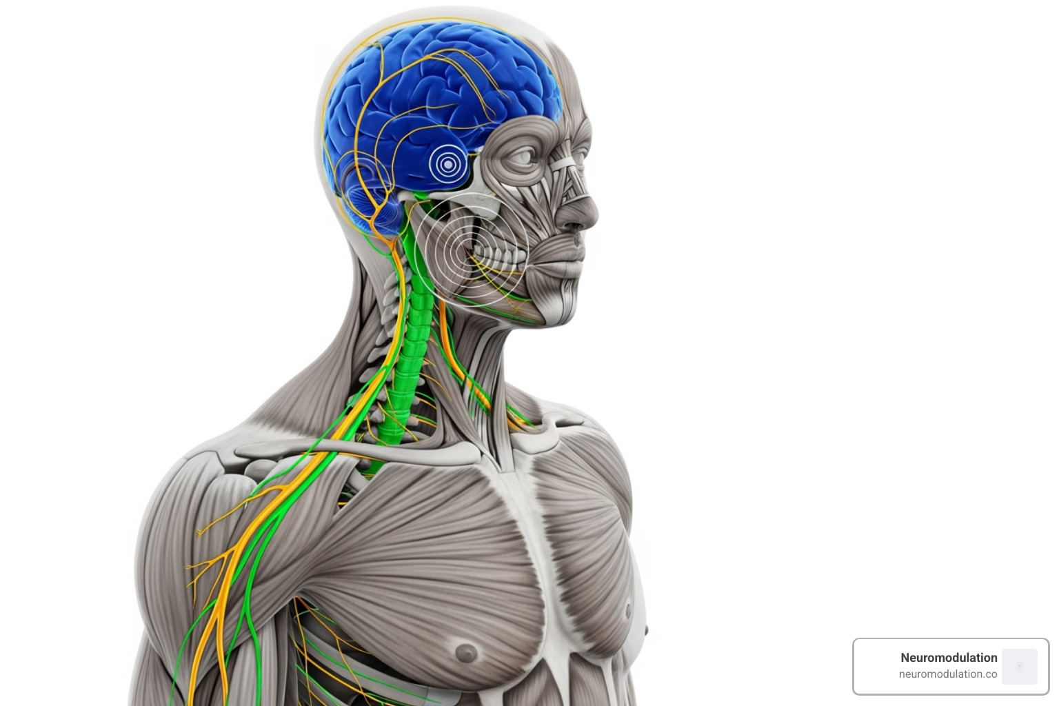 showing anatomical locations for different neuromodulation therapies, such as the brain for DBS, the spinal cord for SCS, and a peripheral nerve for PNS. - What is neuromodulation?
