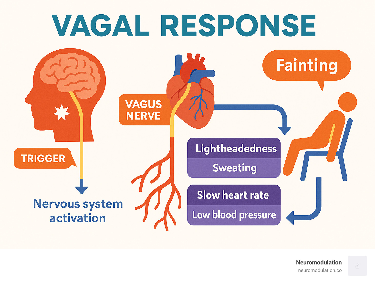 Infographic showing the pathway from vagal response trigger through nervous system activation to symptoms like lightheadedness, sweating, slow heart rate, low blood pressure, and potential fainting, with the vagus nerve highlighted as the key component connecting brain to heart and blood vessels - vagal response infographic 