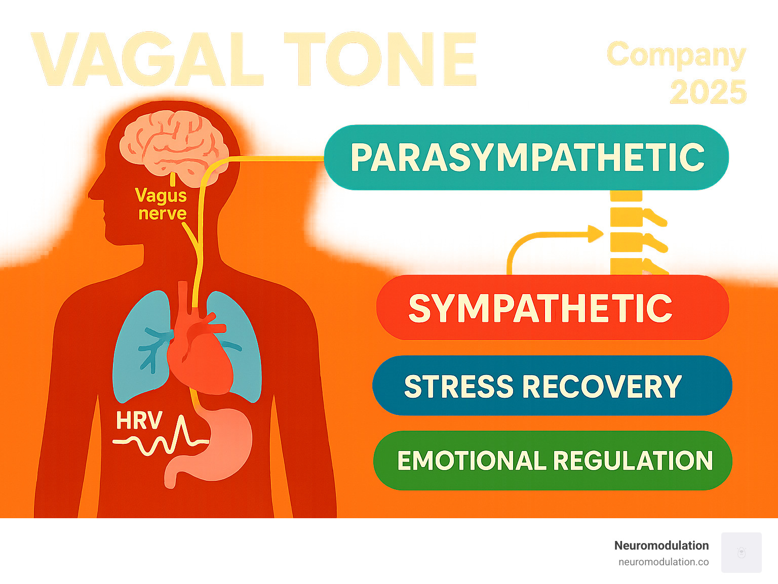 Detailed infographic showing the vagus nerve pathway from brain to major organs, with labels for parasympathetic vs sympathetic nervous system functions, heart rate variability measurement, and key health impacts including stress recovery, inflammation control, and emotional regulation - vagal tone infographic 