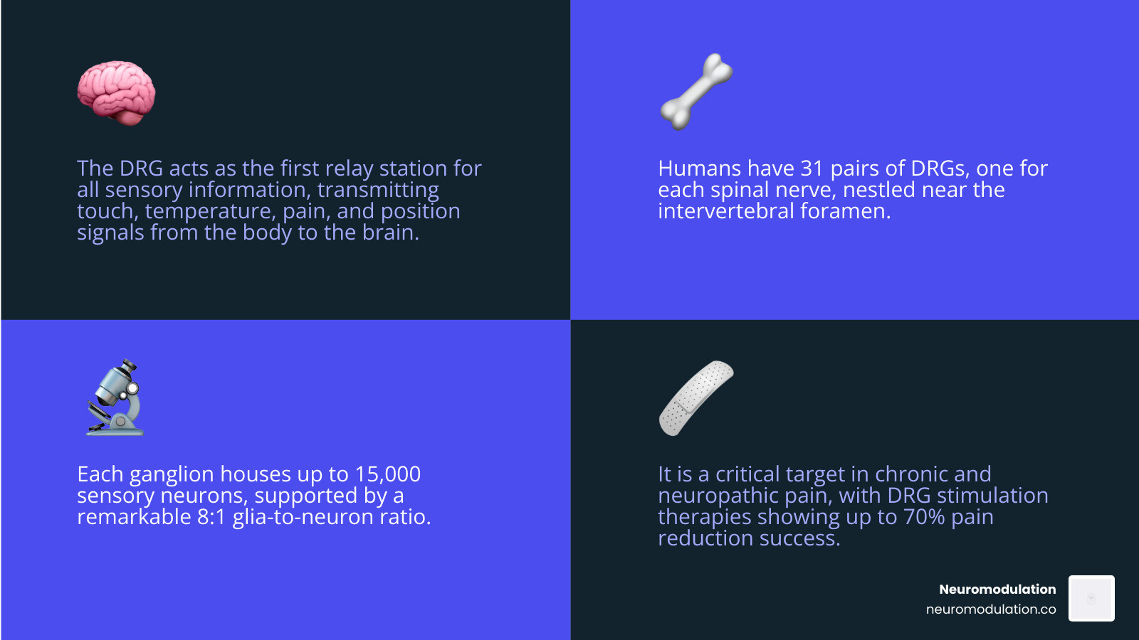 Comprehensive diagram showing the dorsal root ganglion's role in sensory signal transmission, including its location in the intervertebral foramen, connection to peripheral sensory receptors, and pathway to the spinal cord and brain, with detailed labeling of pseudounipolar neurons, satellite glial cells, and the distinction between myelinated and unmyelinated nerve fibers - Dorsal root ganglion infographic 4_facts_emoji_blue