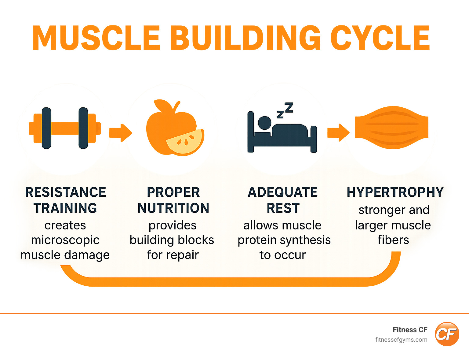 Infographic showing the muscle building cycle: resistance training creates microscopic muscle damage, proper nutrition provides building blocks for repair, adequate rest allows muscle protein synthesis to occur, resulting in stronger and larger muscle fibers through hypertrophy - muscle building tips infographic 