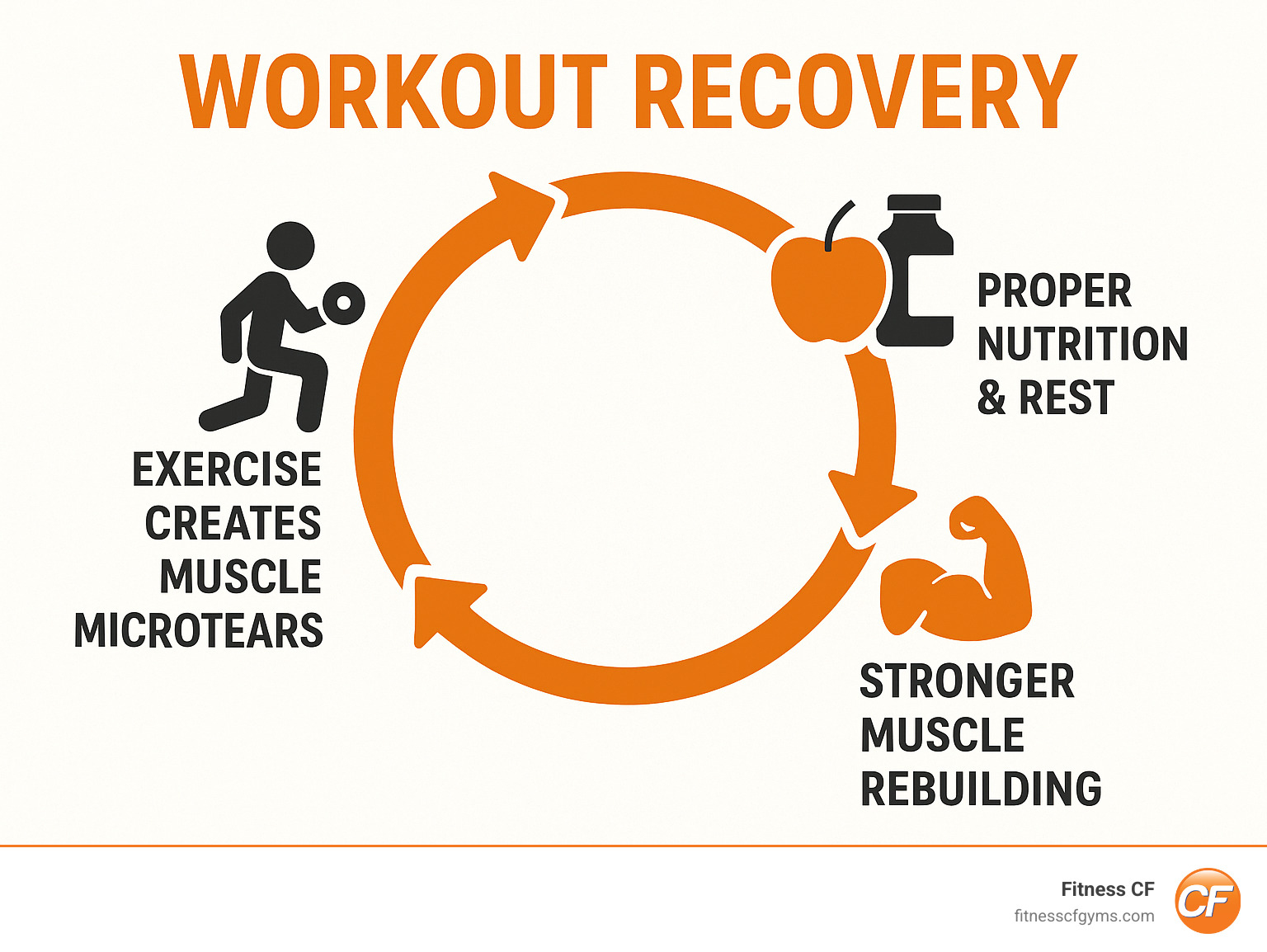 Infographic showing the workout recovery cycle: Exercise creates muscle microtears, followed by proper nutrition and rest, leading to stronger muscle rebuilding and improved performance - workout recovery infographic 