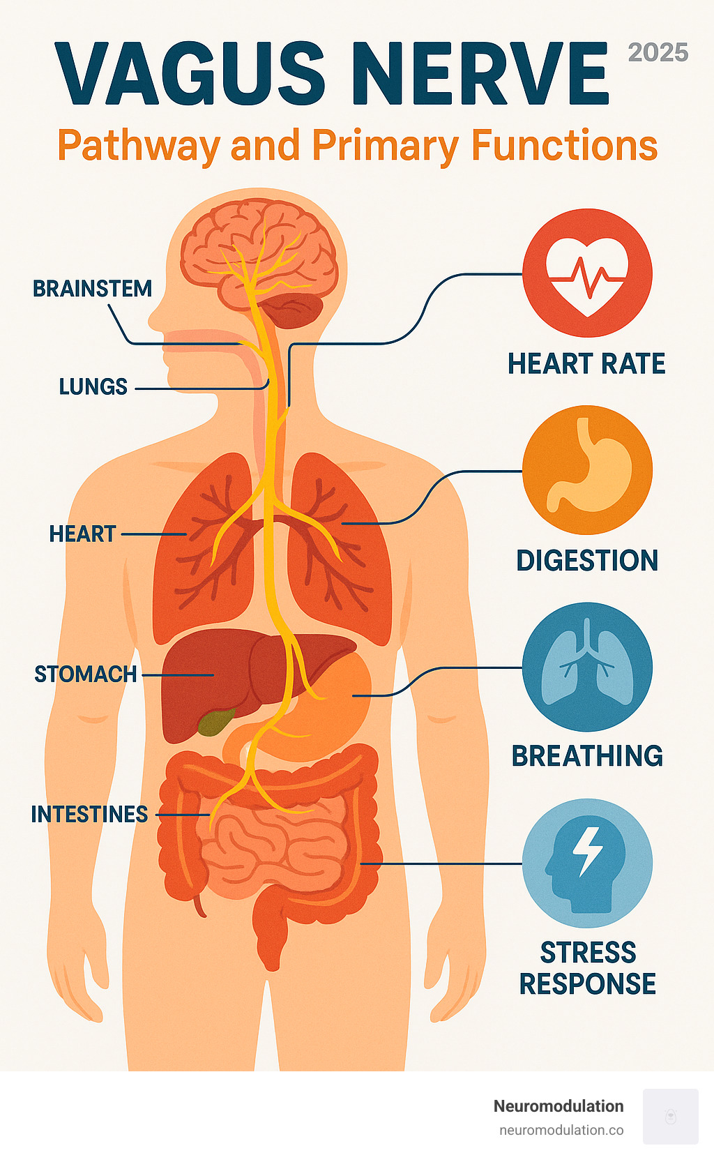 Comprehensive infographic showing the vagus nerve pathway from brainstem through neck, chest, and abdomen, with labeled branches to heart, lungs, liver, stomach, and intestines, plus icons representing key functions like heart rate control, digestion, breathing, and stress response - vegas nerve infographic 