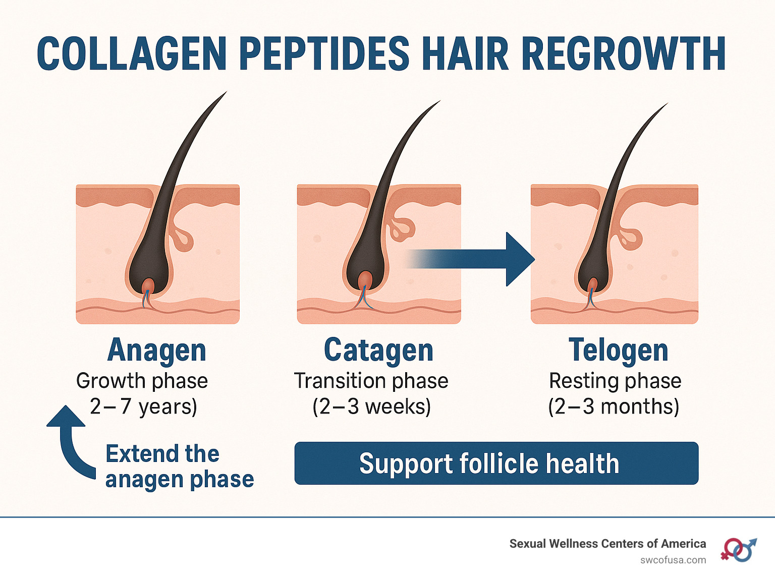 Infographic showing the three stages of hair growth cycle: Anagen (growth phase lasting 2-7 years), Catagen (transition phase lasting 2-3 weeks), and Telogen (resting phase lasting 2-3 months), with arrows indicating how collagen peptides can extend the anagen phase and support follicle health - collagen peptides hair regrowth infographic 