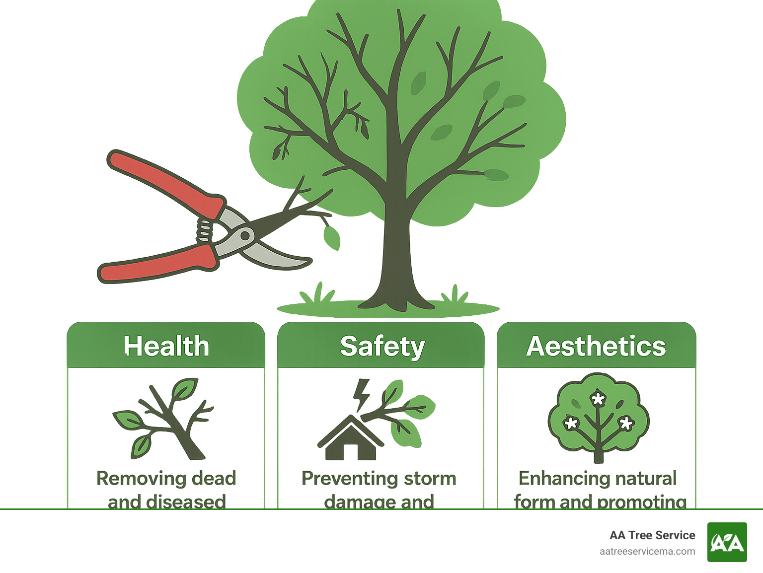 Infographic showing the top 3 reasons to prune ornamental trees: Health (removing dead and diseased branches), Safety (preventing storm damage and falling limbs), and Aesthetics (enhancing natural form and promoting flowering) - ornamental tree pruning infographic 