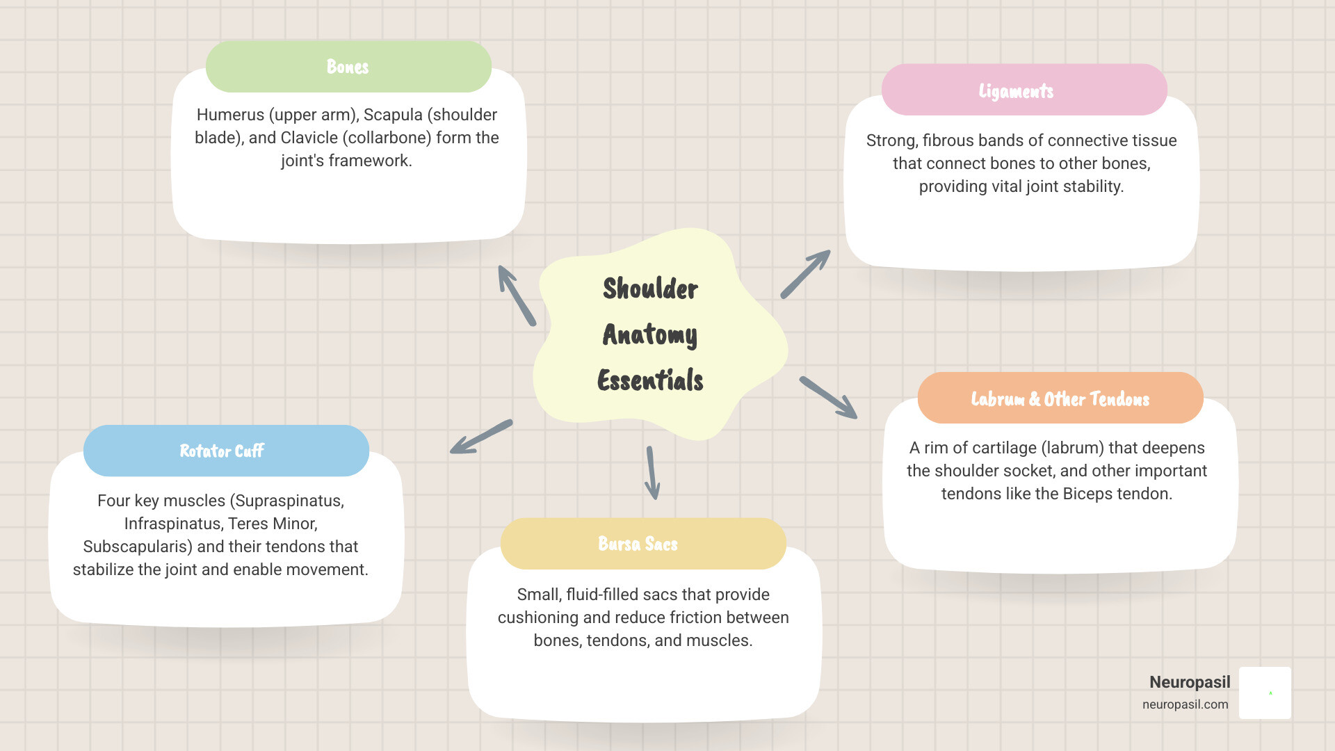 Infographic showing the anatomy of the shoulder including the humerus bone, scapula, clavicle, rotator cuff muscles (supraspinatus, infraspinatus, teres minor, subscapularis), bursa sacs, and ligaments with labels indicating common pain points and injury sites - Shoulder muscle pain infographic mindmap-5-items