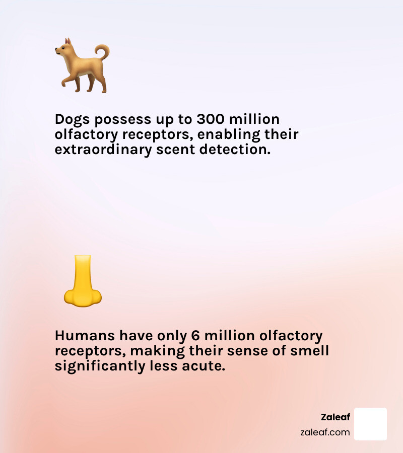 Infographic comparing dog's 300 million olfactory receptors to human's 6 million olfactory receptors, showing the massive difference in scent detection ability between species - can drug sniffing dogs smell thc gummies infographic 2_facts_emoji_light-gradient