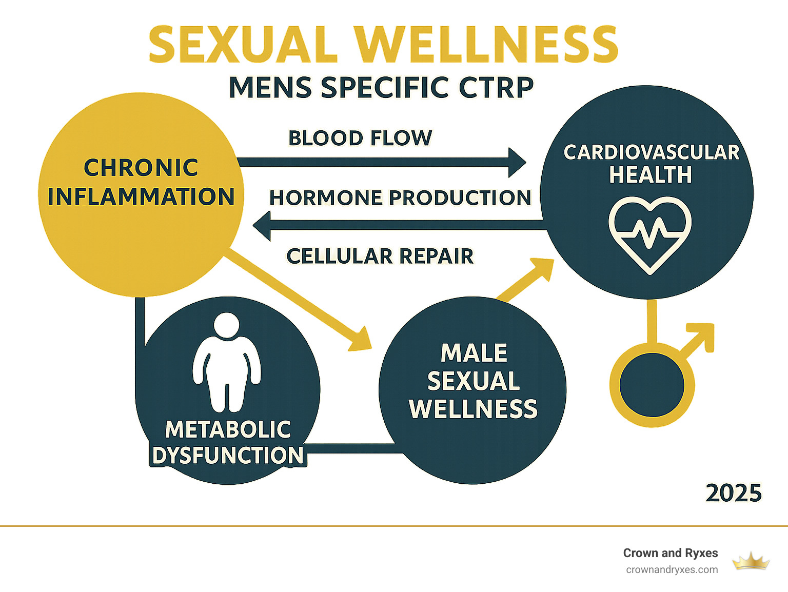 Infographic showing the connection between chronic inflammation, metabolic dysfunction, cardiovascular health, and male sexual wellness, with arrows indicating how inflammation affects blood flow, hormone production, and cellular repair mechanisms that are essential for optimal sexual function - Sexual Wellness Mens Specific CTRP infographic 
