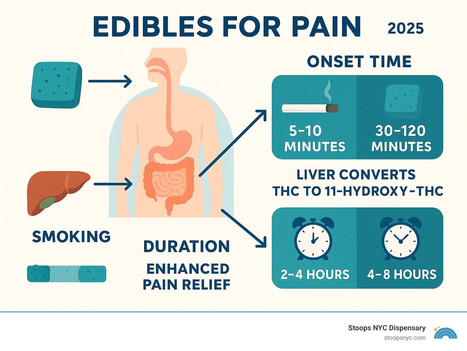 Comprehensive infographic showing the journey of cannabis edibles through the digestive system, comparing onset times between smoking (5-10 minutes) and edibles (30-120 minutes), duration of effects (smoking: 2-4 hours vs edibles: 4-8 hours), and the liver's conversion of THC to 11-hydroxy-THC for improved pain relief - edibles for pain infographic 