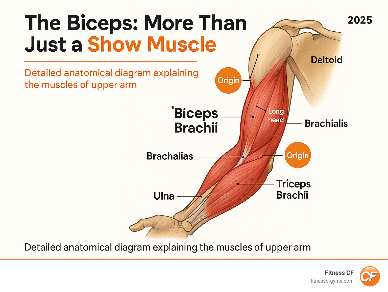 Detailed anatomical diagram explaining the muscles of the upper arm, including the biceps, triceps, brachialis, and deltoid, highlighting their origins, insertions, and functional relationships in the upper arm - biceps muscle infographic 