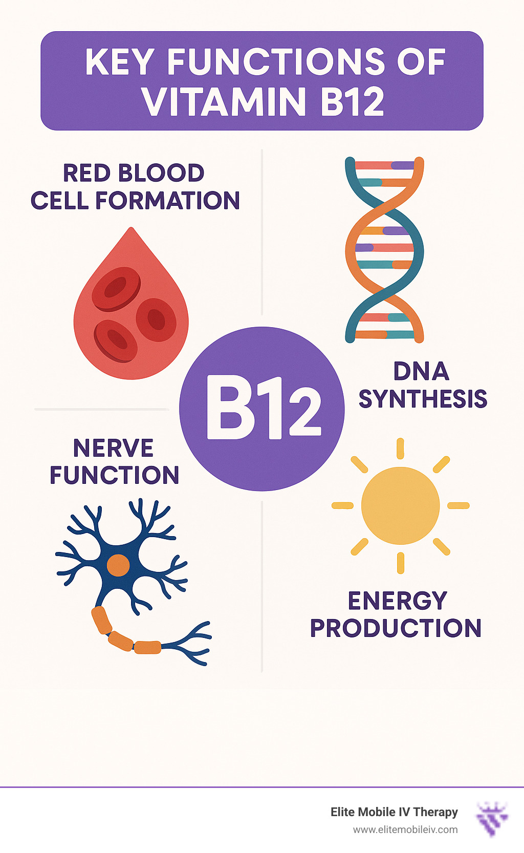 Infographic explaining key functions of Vitamin B12: red blood cell formation, DNA synthesis, nerve function, and energy production. - Vitamin B12 IV infusion infographic 
