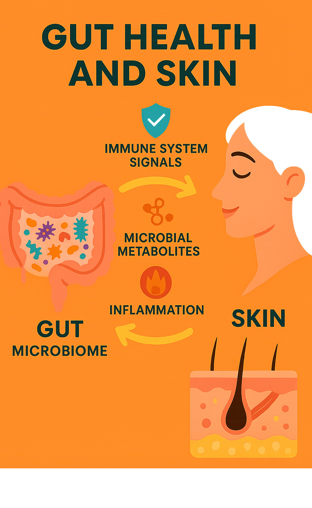Infographic showing the bidirectional communication between the gut microbiome and skin, highlighting immune system signals, microbial metabolites, and inflammation pathways impacting skin health, and vice-versa. - Gut health and skin infographic 