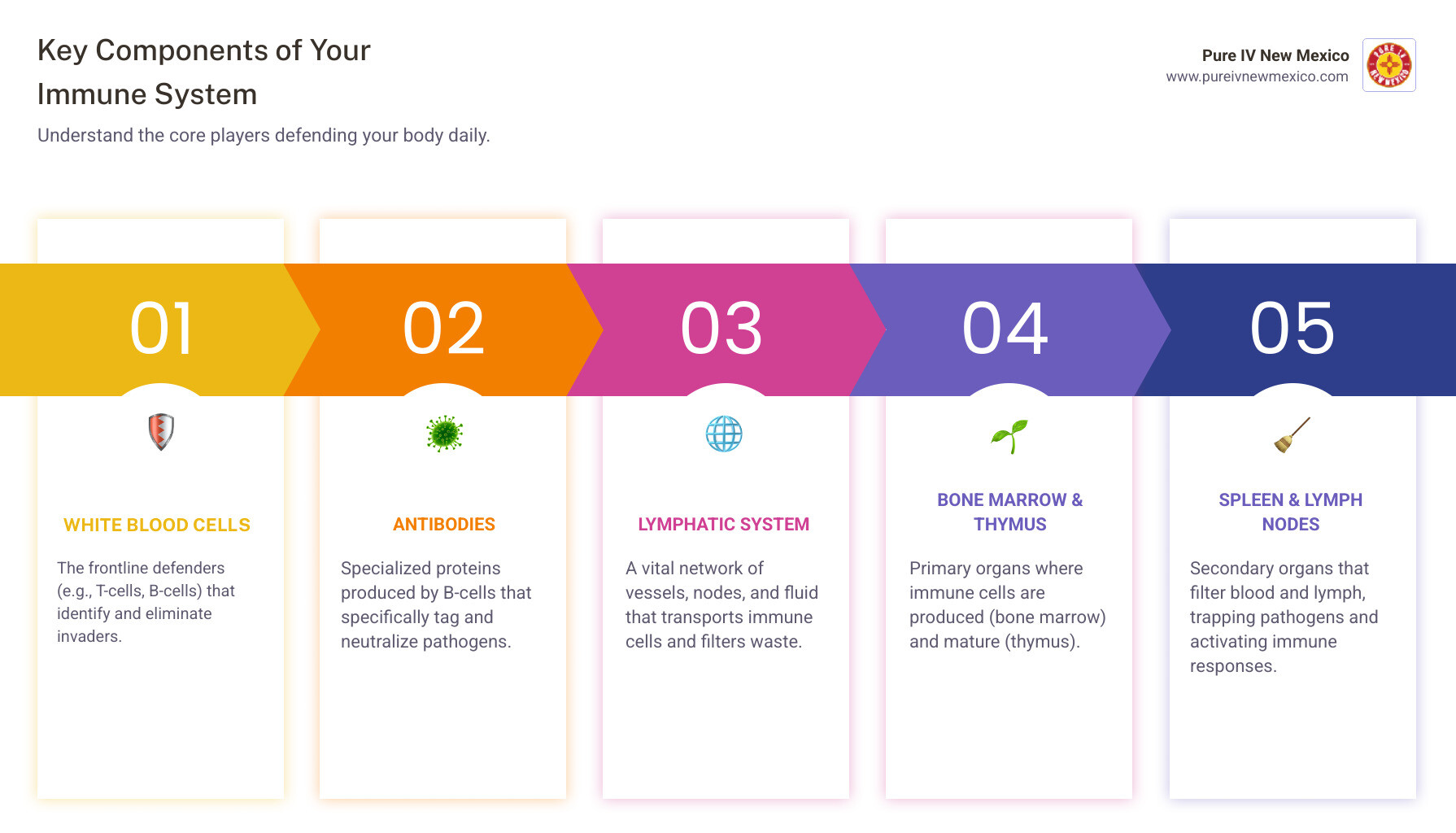 Infographic explaining the basic components of the human immune system including white blood cells, antibodies, and the lymphatic system - iv therapy to boost immune system infographic pillar-5-steps