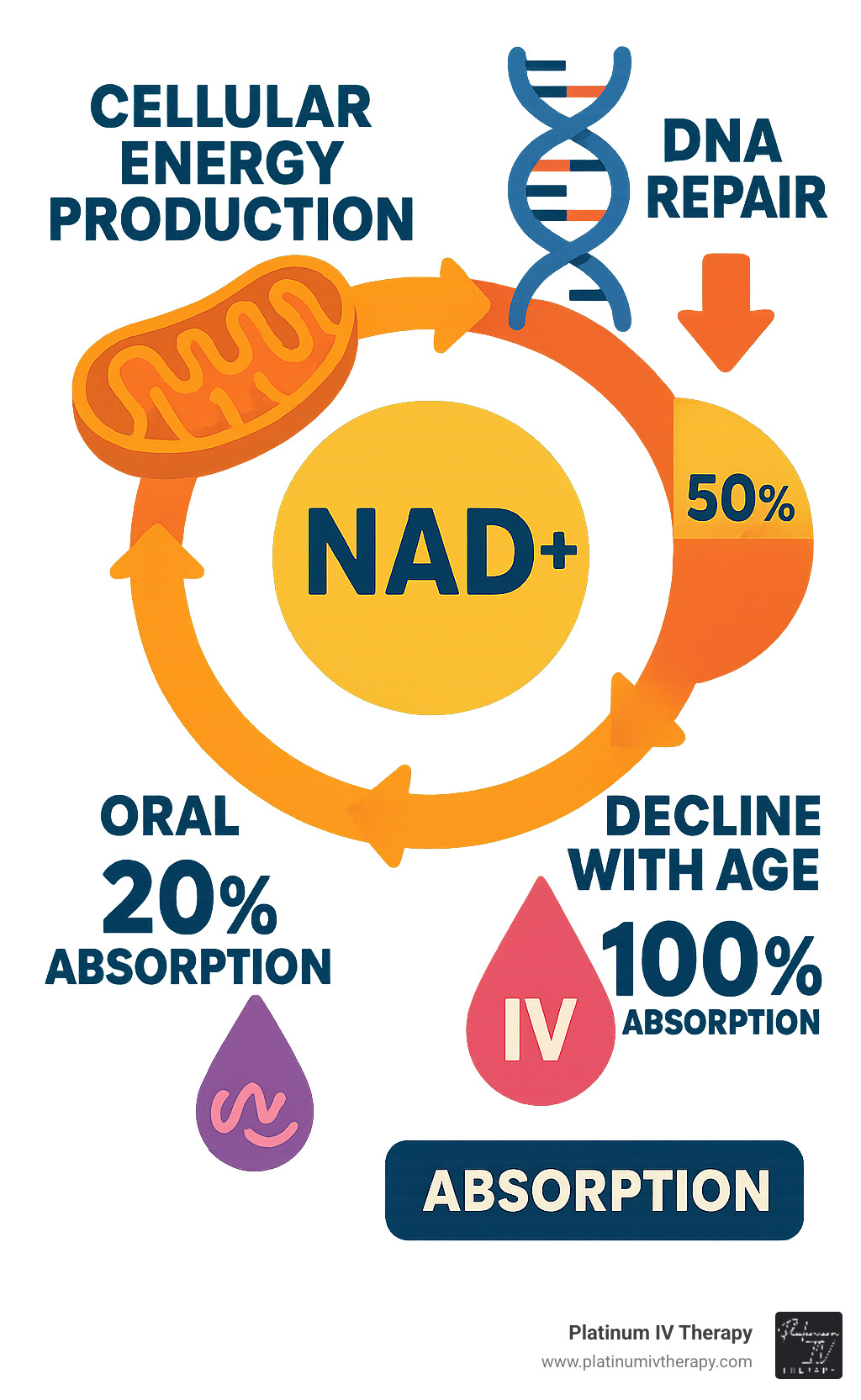 Infographic showing NAD+ cellular energy production cycle with mitochondria, DNA repair processes, and the decline of NAD+ levels with age, comparing oral vs IV absorption rates - NAD+ IV benefits infographic 