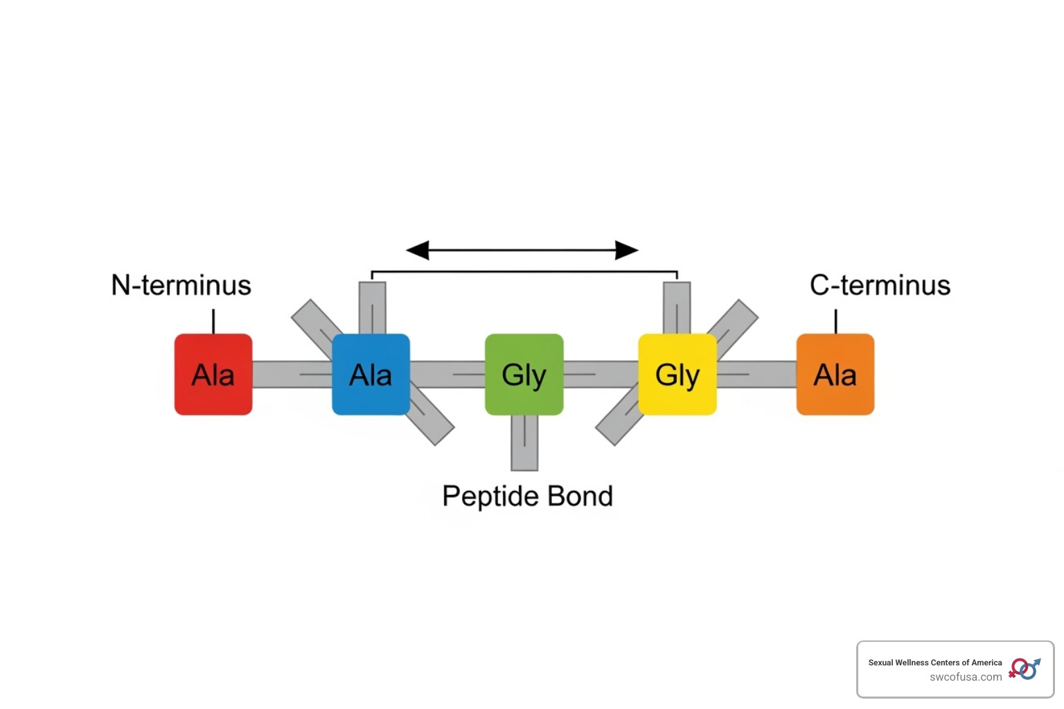 simple molecular diagram representing a peptide chain - acetyl tetrapeptide 3 hair growth simple molecular diagram representing a peptide chain - acetyl tetrapeptide 3 hair growth