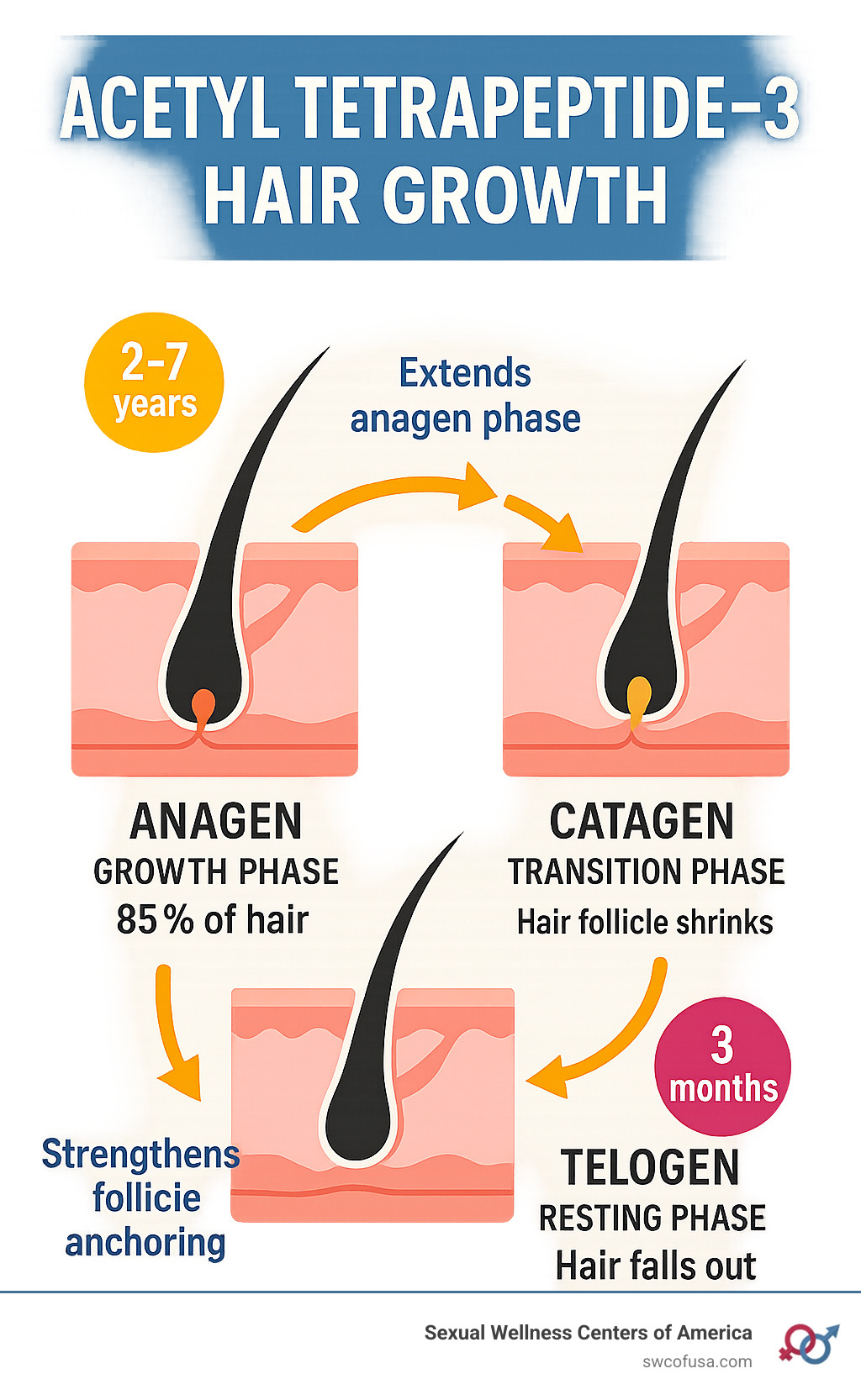 Infographic showing hair growth cycle phases: Anagen growth phase (2-7 years, 85% of hair), Catagen transition phase (2-3 weeks, hair follicle shrinks), and Telogen resting phase (3 months, hair falls out), with arrows showing how Acetyl Tetrapeptide-3 extends the anagen phase and strengthens follicle anchoring - acetyl tetrapeptide 3 hair growth infographic Infographic showing hair growth cycle phases: Anagen growth phase (2-7 years, 85% of hair), Catagen transition phase (2-3 weeks, hair follicle shrinks), and Telogen resting phase (3 months, hair falls out), with arrows showing how Acetyl Tetrapeptide-3 extends the anagen phase and strengthens follicle anchoring - acetyl tetrapeptide 3 hair growth infographic