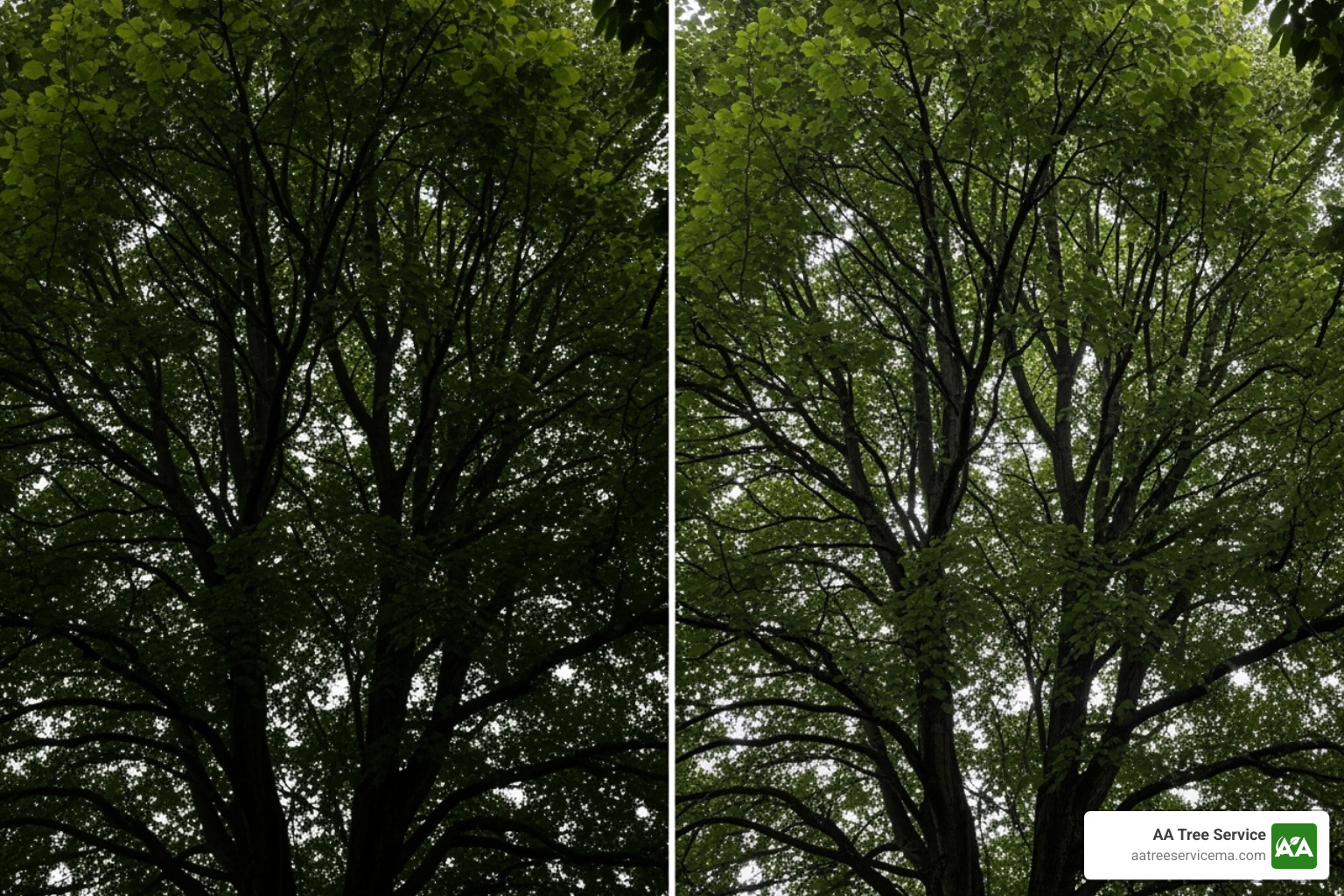 Tree canopy before and after crown thinning - Professional tree pruning services