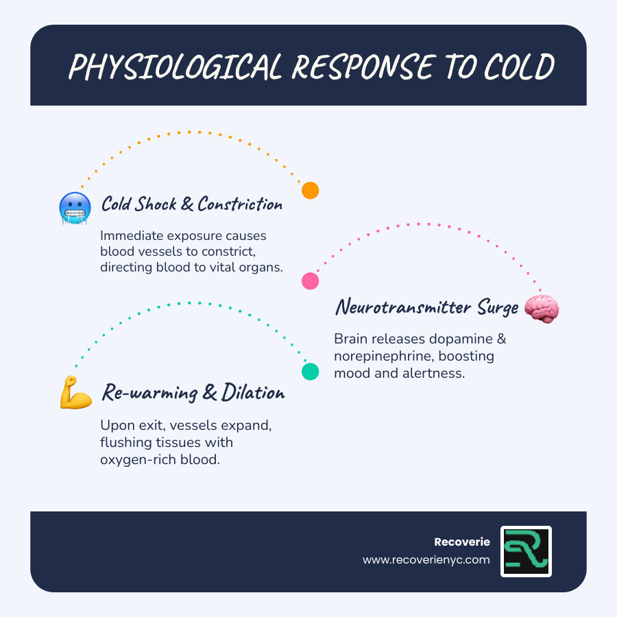 Infographic showing the physiological response to cold water immersion, including initial vasoconstriction when entering cold water, blood flow redirected to core organs, followed by vasodilation upon exit with oxygen-rich blood returning to tissues, plus neurotransmitter release including dopamine and norepinephrine - Ice bath benefits infographic infographic-line-3-steps-blues-accent_colors