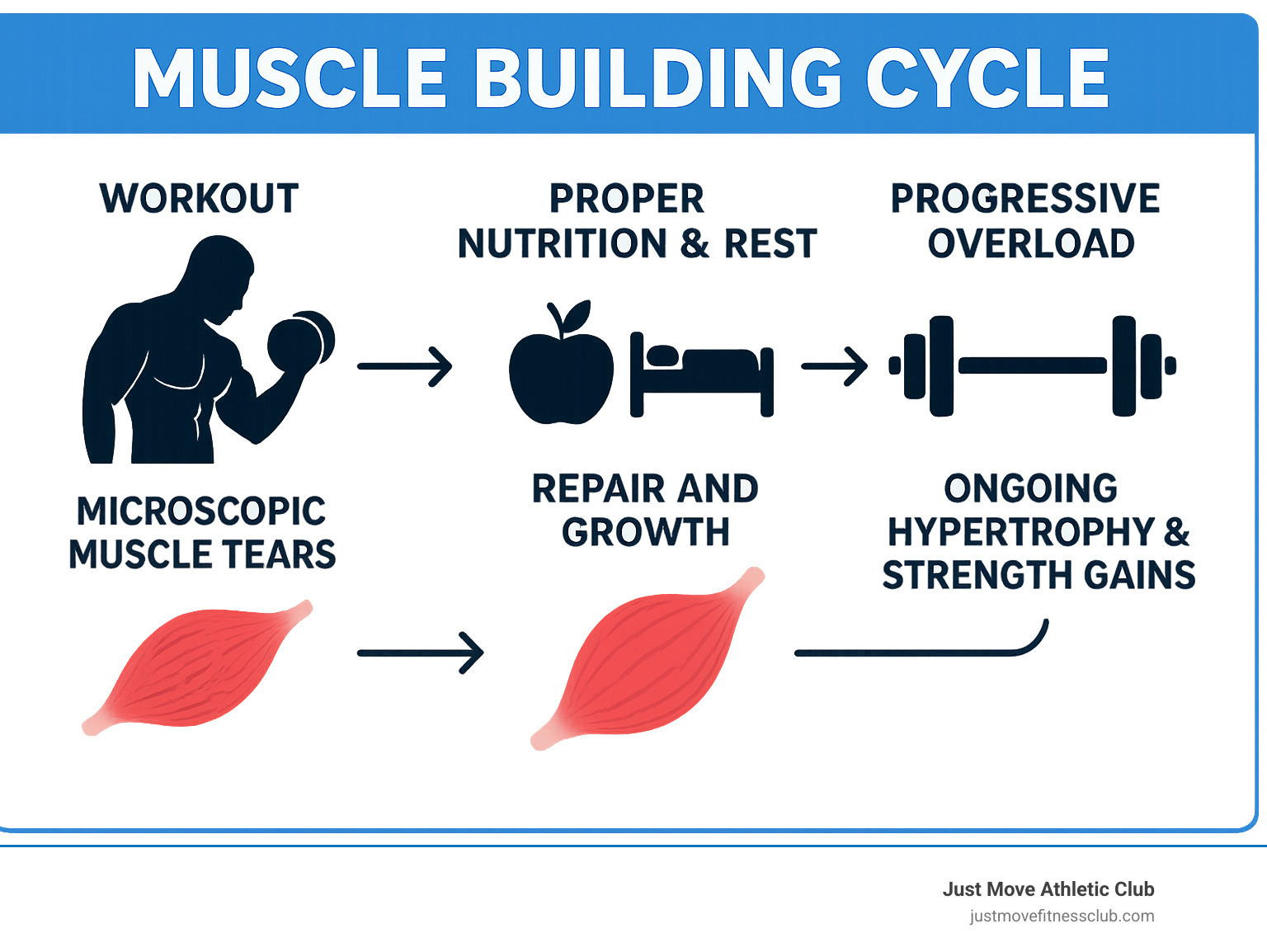 Infographic showing the muscle building cycle: Workout creates microscopic muscle tears, proper nutrition and rest allow repair and growth, progressive overload continues the cycle for ongoing hypertrophy and strength gains - muscle building gym infographic 