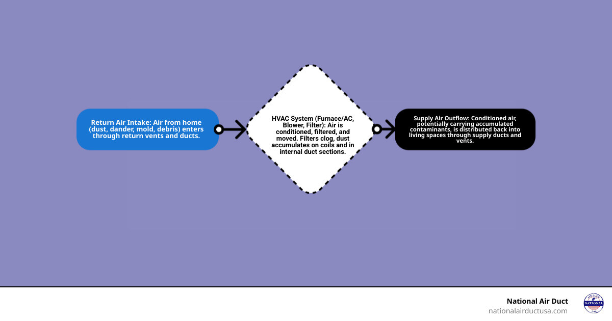 Detailed infographic showing how air circulates through a home's HVAC system, including the furnace, supply ducts, return ducts, vents, and common contamination points where dust, mold, and debris accumulate - Air duct inspection infographic flowmap_simple