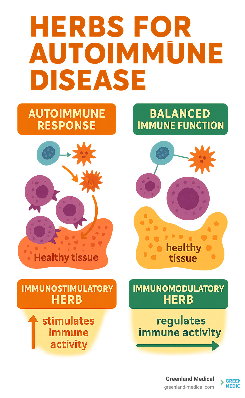 Detailed infographic showing the autoimmune response mechanism with immune cells attacking healthy tissue, contrasted with balanced immune function, including visual representations of T-helper cells, cytokines, and the difference between immunostimulatory vs immunomodulatory herb effects on the immune system - herbs for autoimmune disease infographic Detailed infographic showing the autoimmune response mechanism with immune cells attacking healthy tissue, contrasted with balanced immune function, including visual representations of T-helper cells, cytokines, and the difference between immunostimulatory vs immunomodulatory herb effects on the immune system - herbs for autoimmune disease infographic