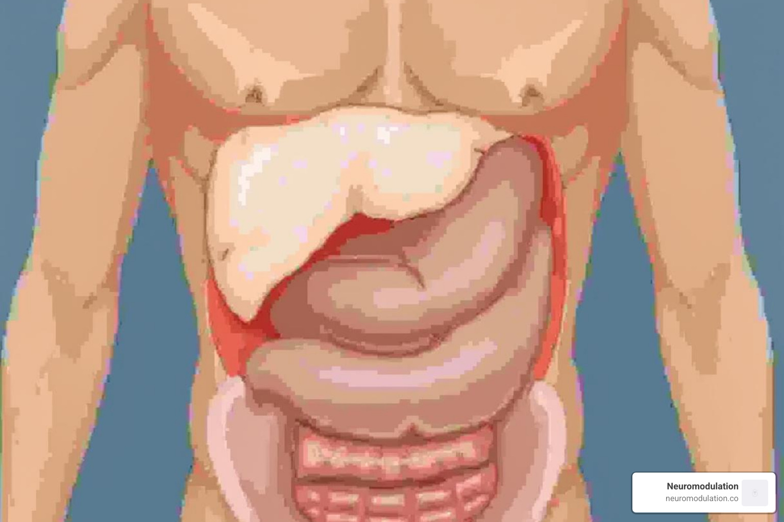 Image of Epigastric Algorithm - abdominal pain management algorithm Image of Epigastric Algorithm - abdominal pain management algorithm