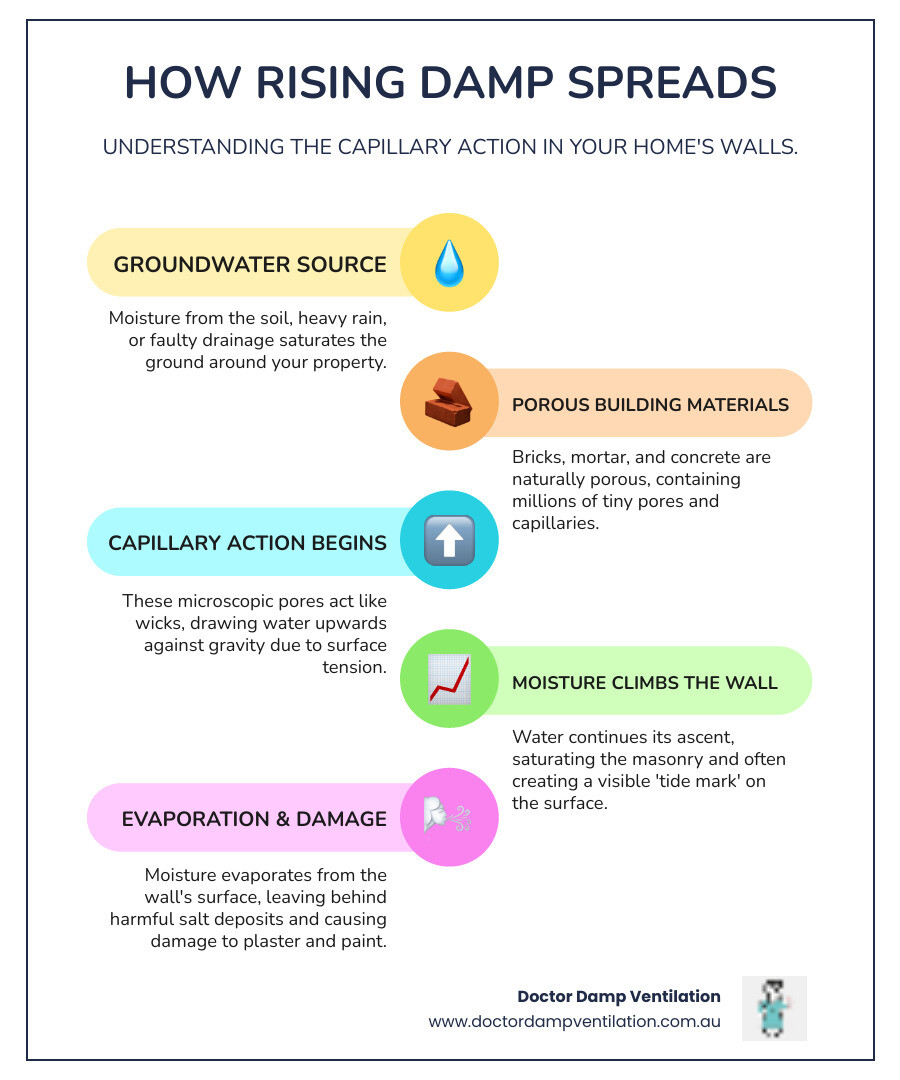 Infographic showing how rising damp travels from the ground up through a wall via capillary action