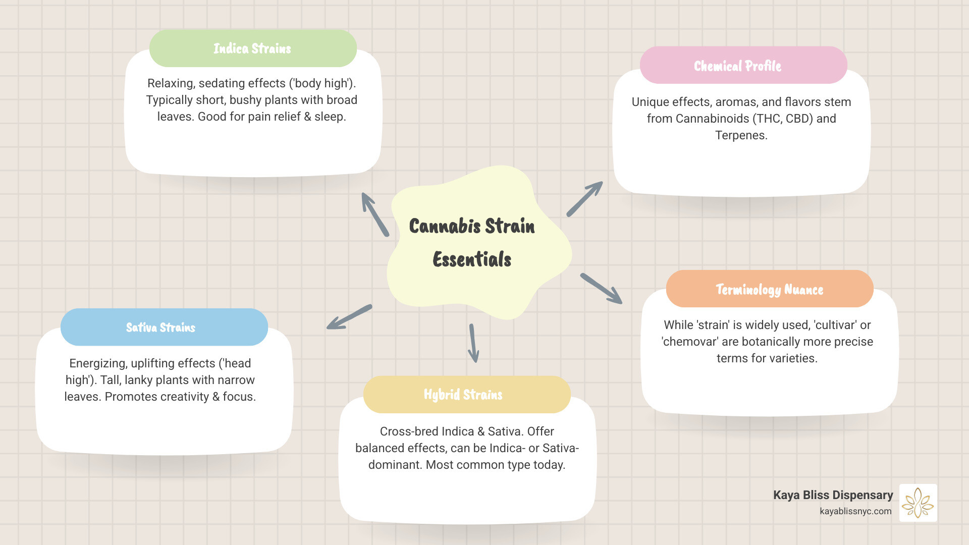 Infographic showing the three main types of cannabis flower strains (Indica, Sativa, Hybrid) with their typical effects and appearances - cannabis flower strains infographic mindmap-5-items