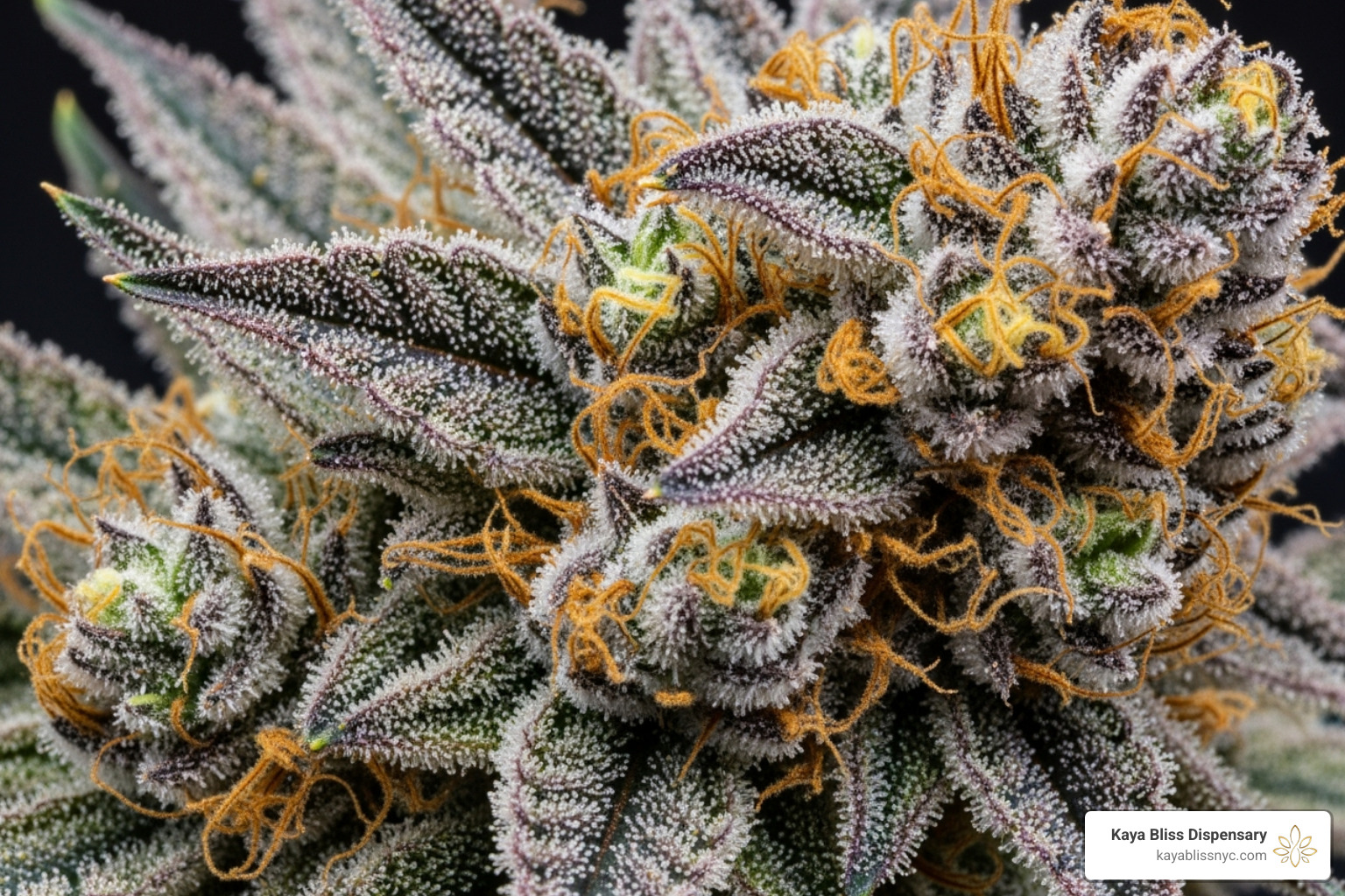 A high-quality, trichome-covered bud of Gelato Runtz - cannabis flower strains