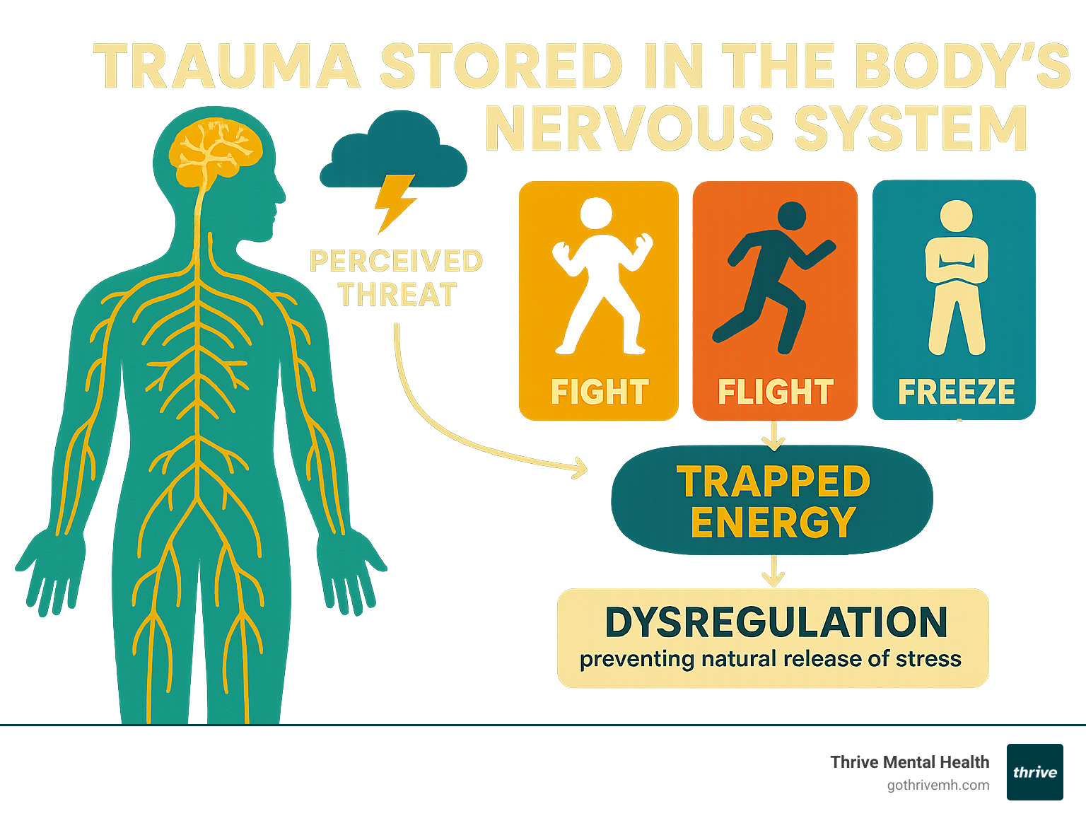 Infographic detailing how trauma is stored in the body's nervous system, illustrating the fight, flight, and freeze responses and how they lead to trapped energy and dysregulation, preventing the natural release of stress after a perceived threat - benefits of somatic therapy infographic 